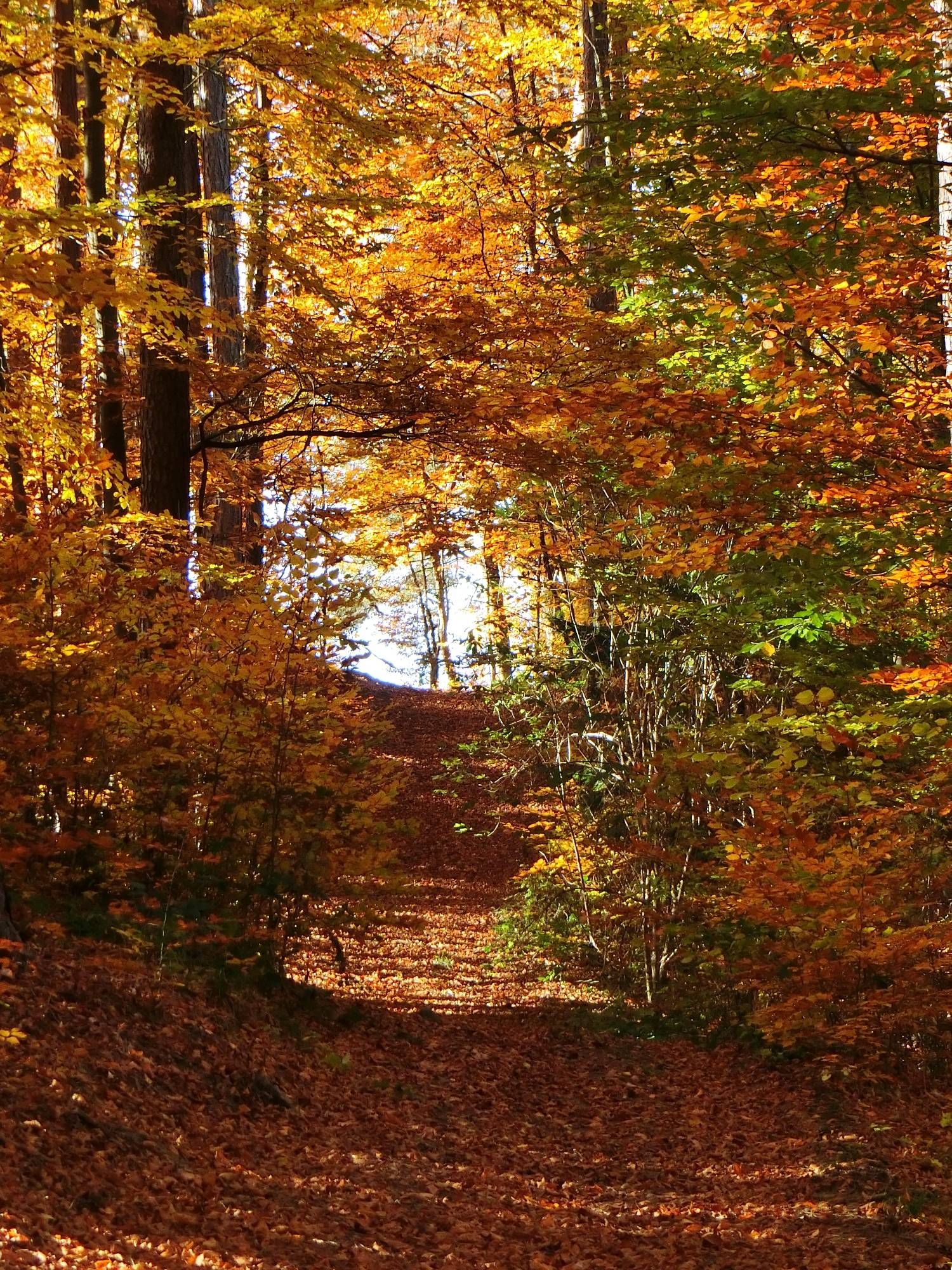 Ein mit Herbstblättern weich gepolsterter Weg durch den leuchtend bunten Laubwald mit Blick auf eine Lichtung, die wie das sprichwörtliche 'Licht am Ende des Tunnels' strahlt.