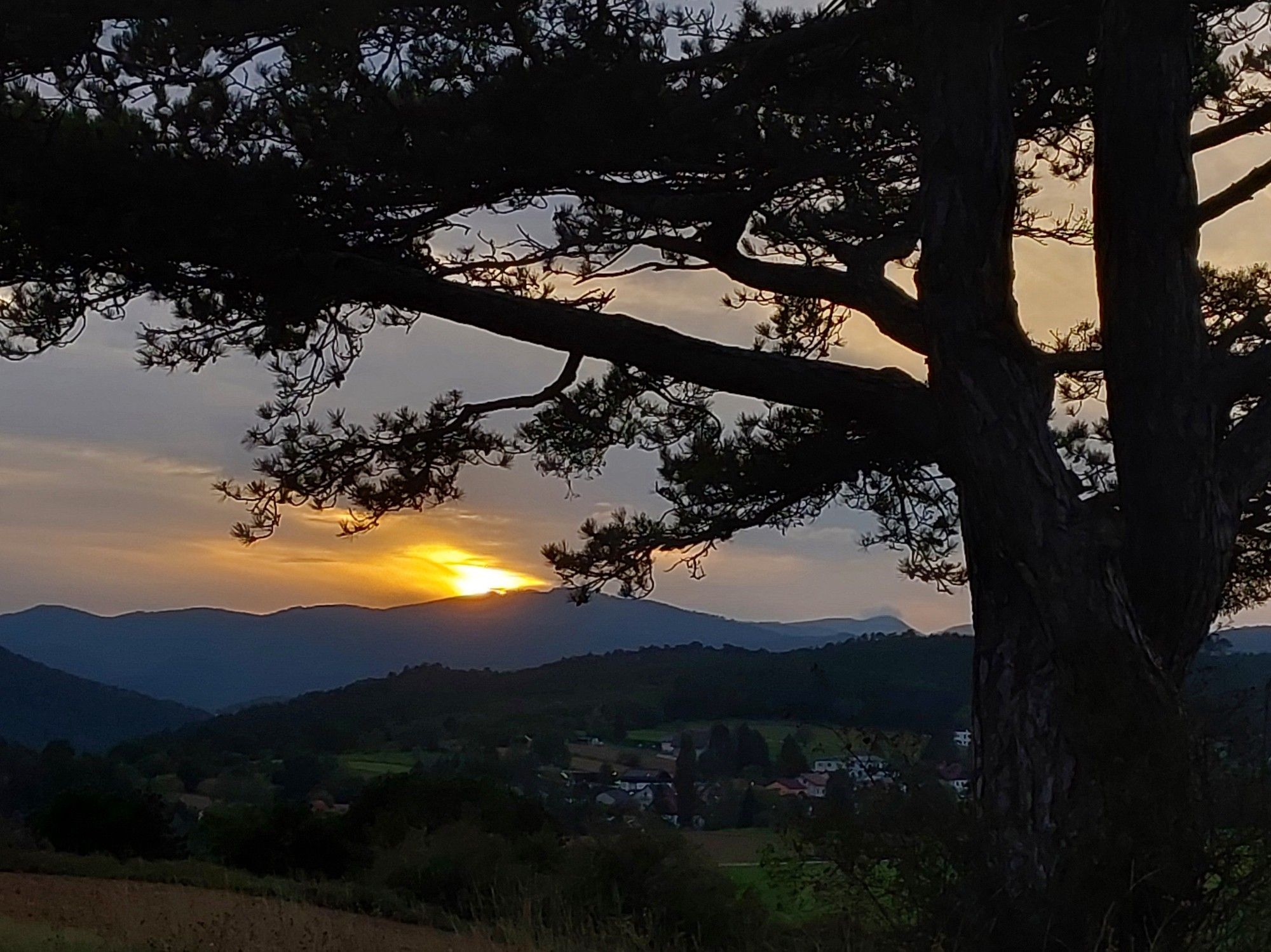 Im Vordergrund ein Viertel der Silhouette einer mächtigen Schwarzföhre vor dem Blick auf die am Horizont hinter einem entfernten Berg halb aus Wolkendunst hervorblinzelnden Sonne.