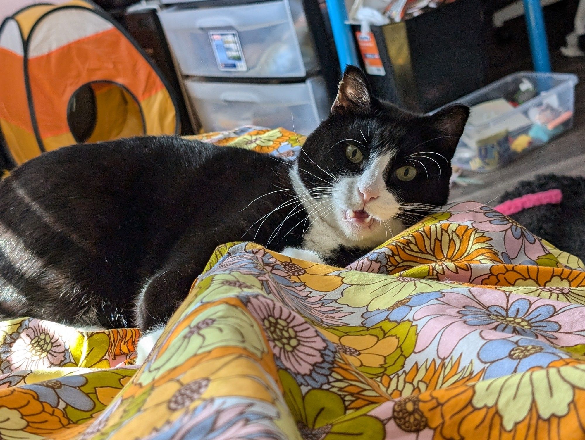 Tuxedo cat laying on his side on a colorful bedspread. He has a silly expression on his face, and looks like he's about to attack the lump under the blanket (which was my feet)