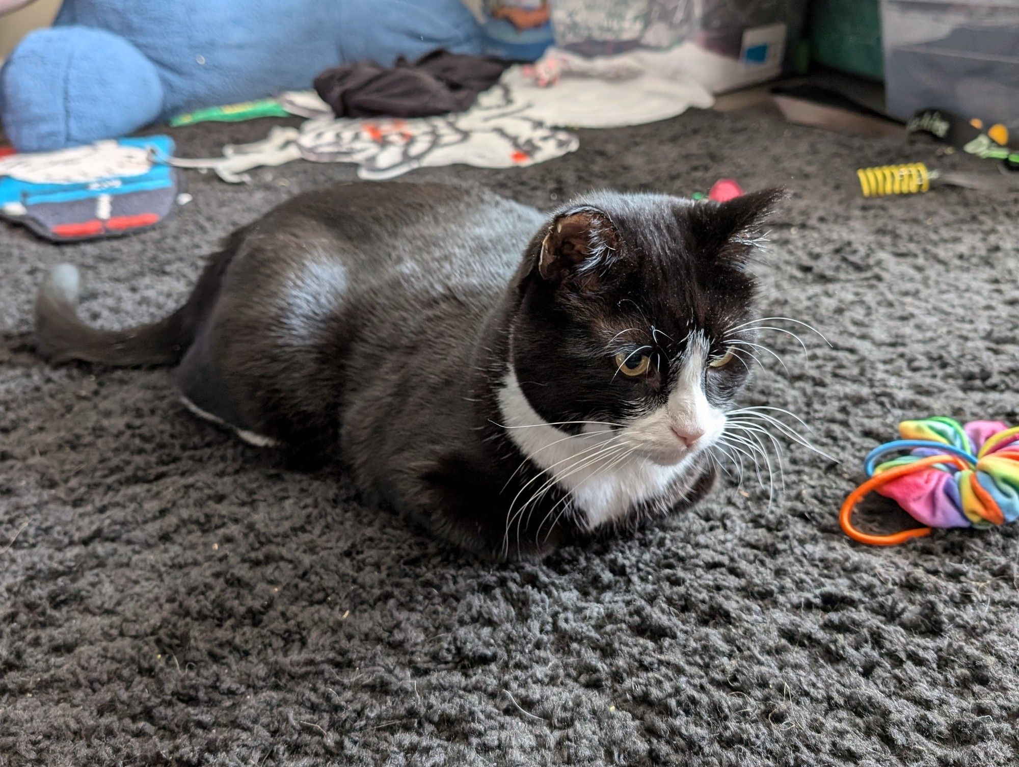 Dave the tuxedo cat sitting on a black shag rug in the "loaf" position. There are a few cat toys in the floor around him.