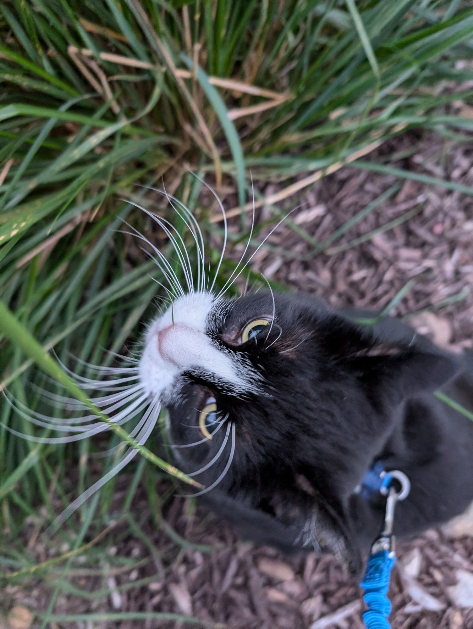 Photo of a tuxedo cat taken from above. The cat is wearing a blue harness and standing in a patch of tall grass with his ears back and a focused expression. A tiny blade of grass is stuck to his nose.