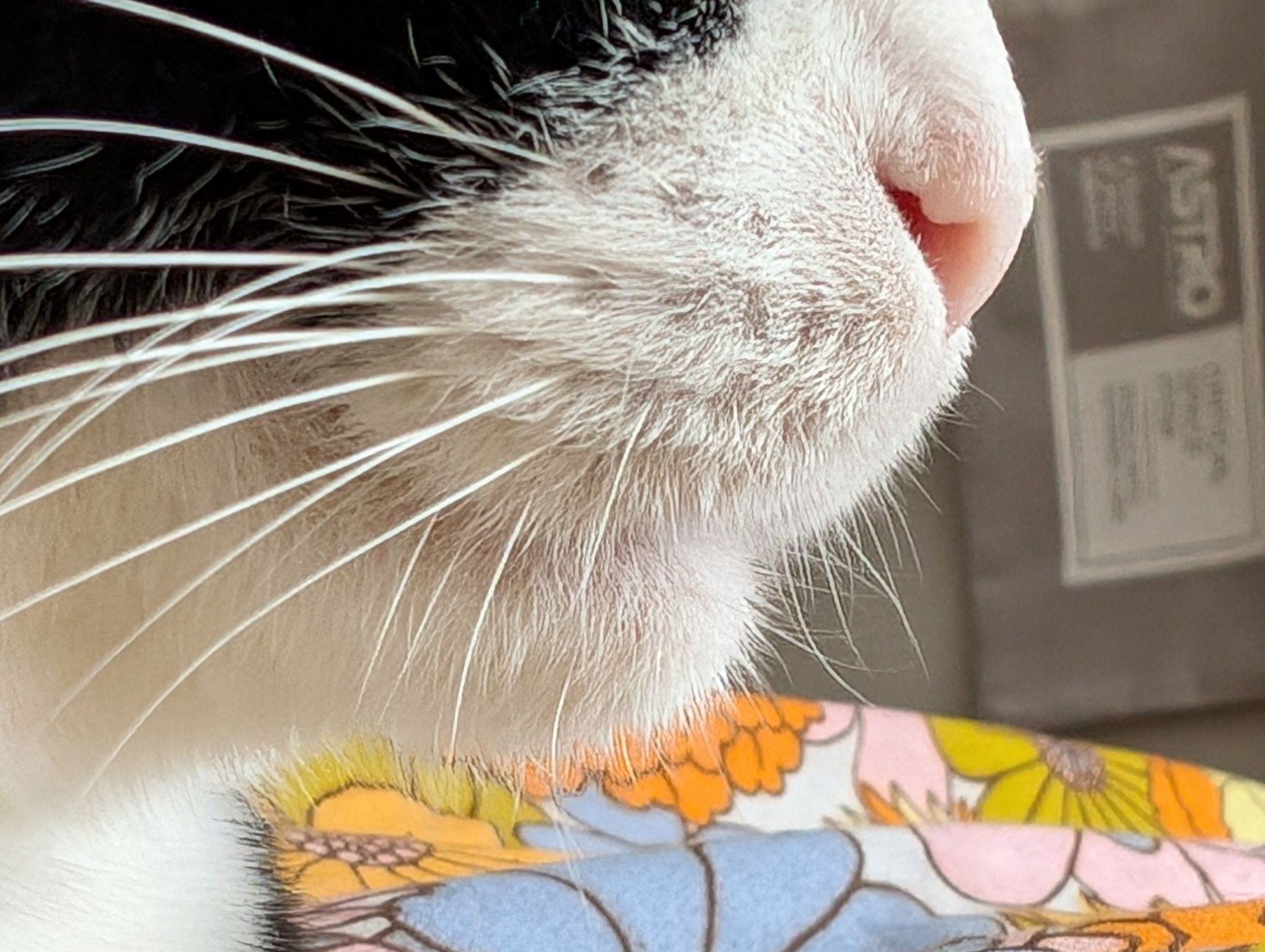 Ultra closeup photo of Dave the tuxedo cat's chin and nose.