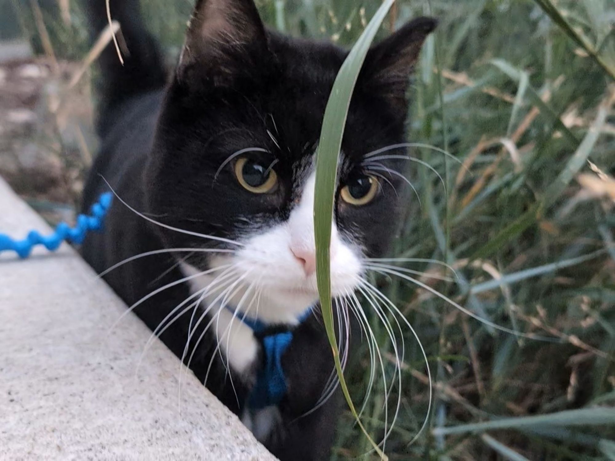 Tuxedo cat outdoors between a concrete curb and a patch of very tall grass. One very thick blade of grass is in the middle of the image, slightly covering the cat's face. The cat looks to have a serious expression on his face, or looks like he's trying to focus.