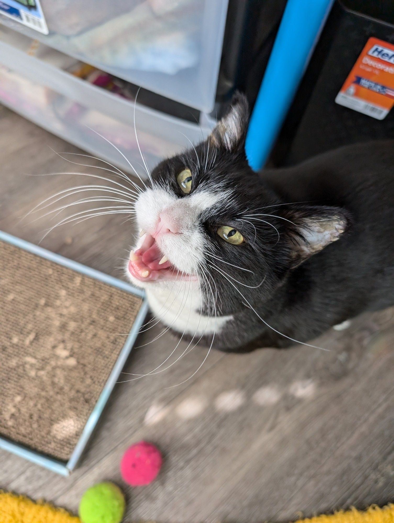 Photo taken from above of a tuxedo cat looking up and meowing. There are a few toys near him on the floor but he was more interested in the catnip I was holding.