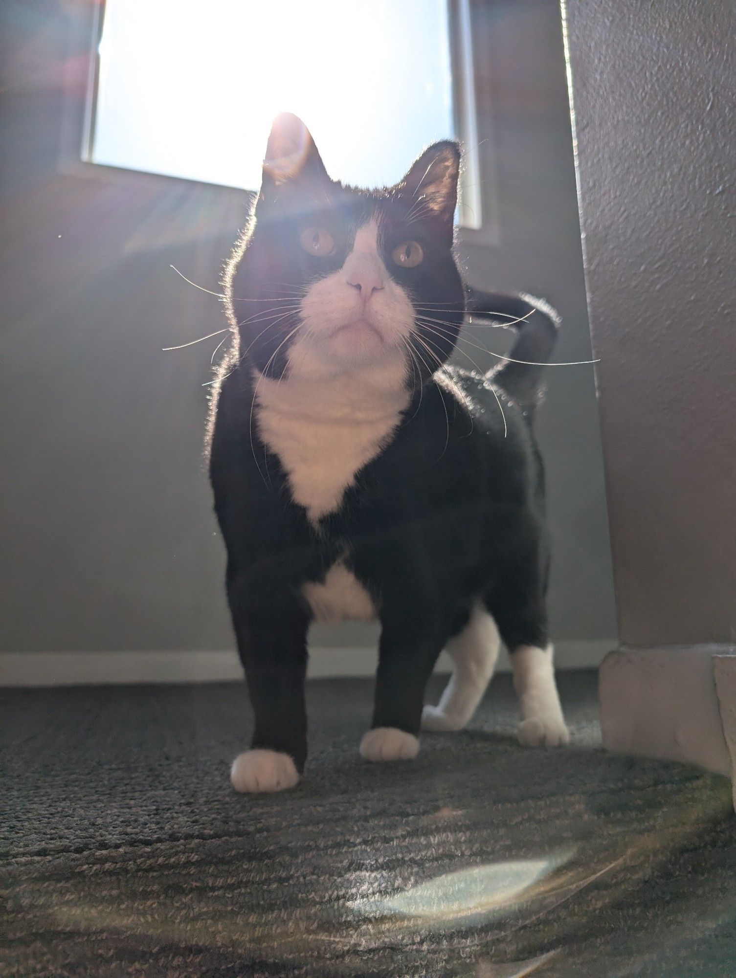 Photo of Dave the tuxedo cat taken near a sunny window. He's standing on a carpeted floor as the sunlight pours in, creating a halo of light around him.