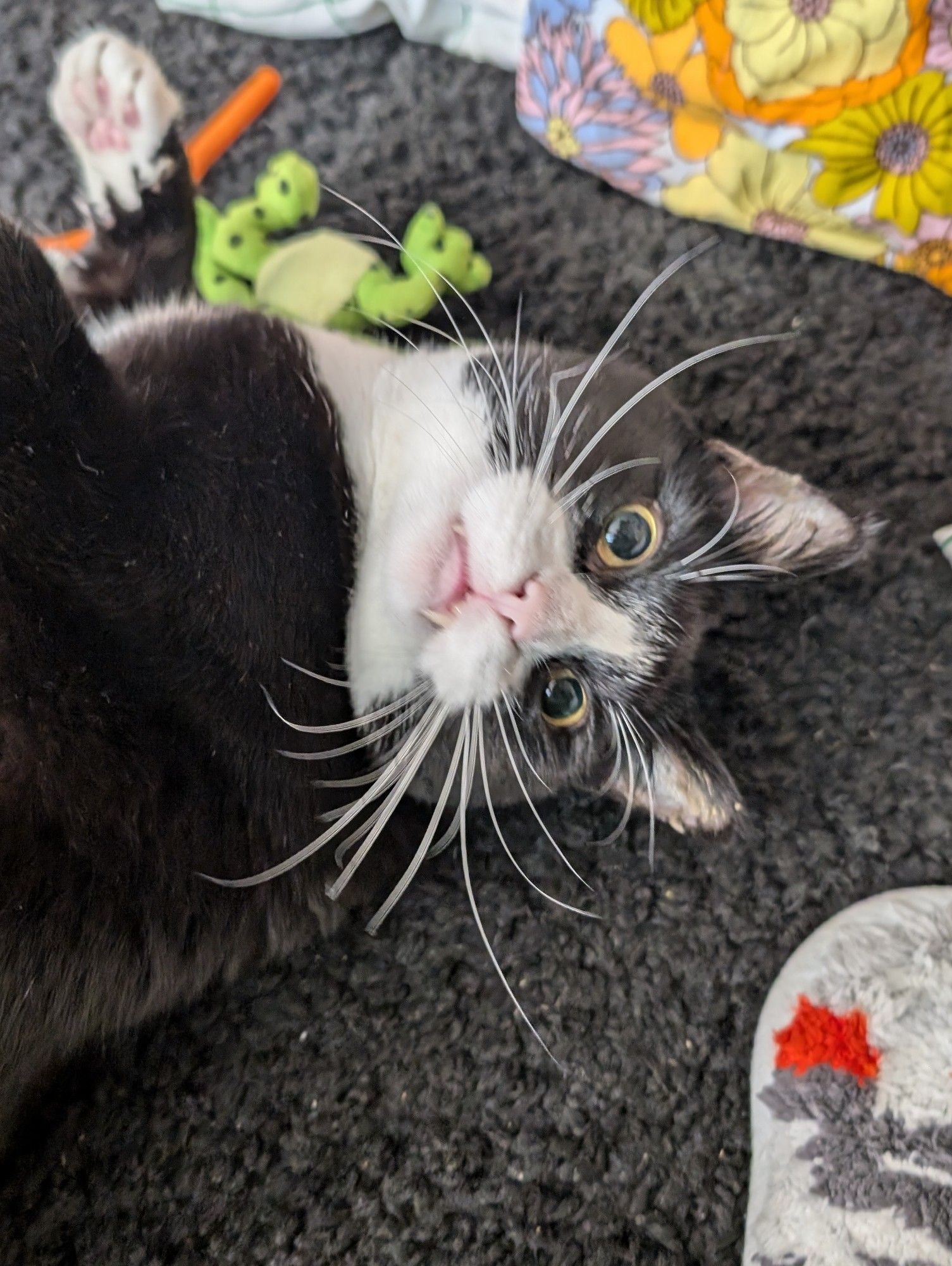 A tuxedo cat laying down and looking back. His eyes look big and his face looks chubby and silly.