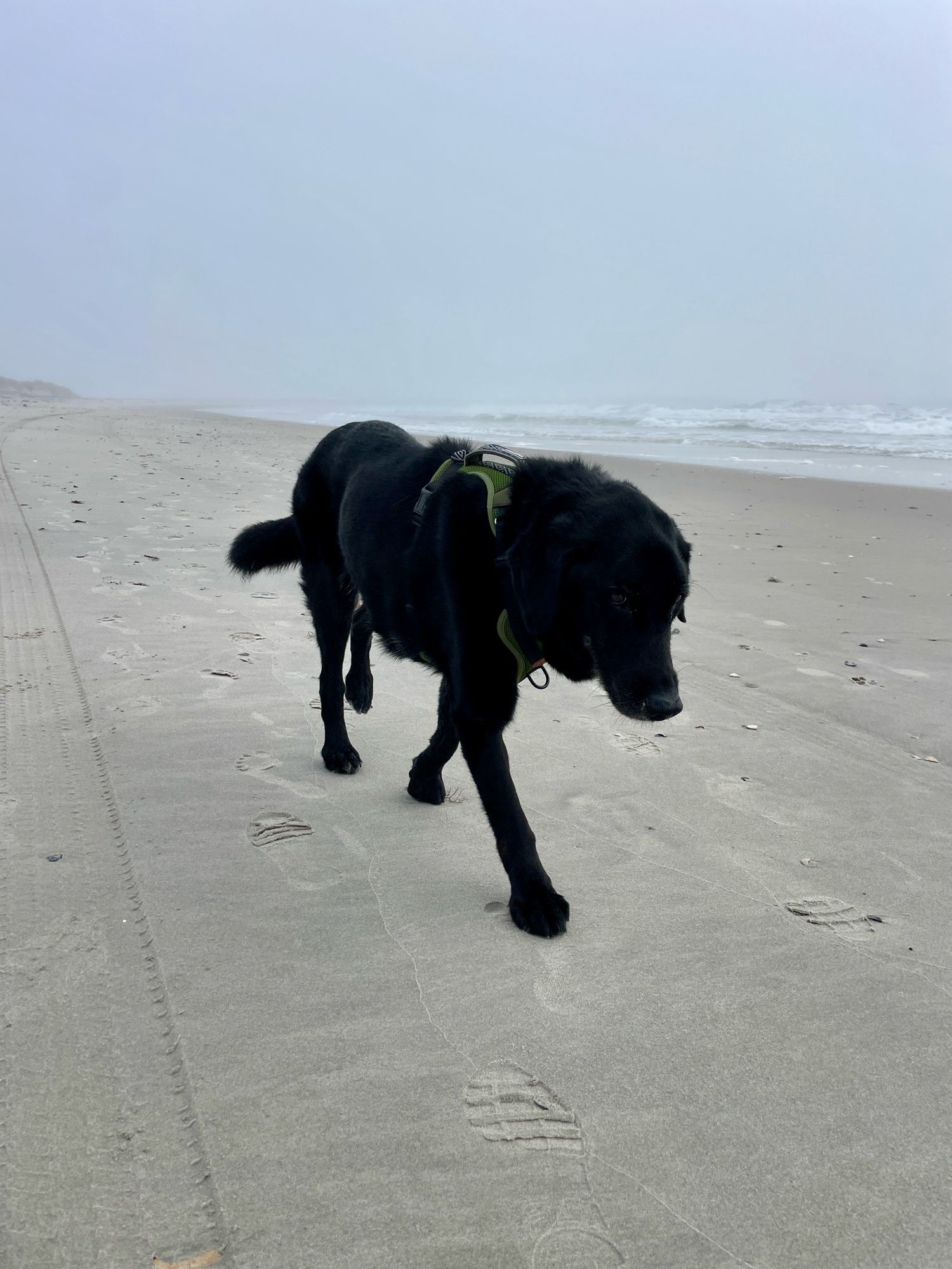 A black dog named Cubby-Buddy walks alone on the beach.