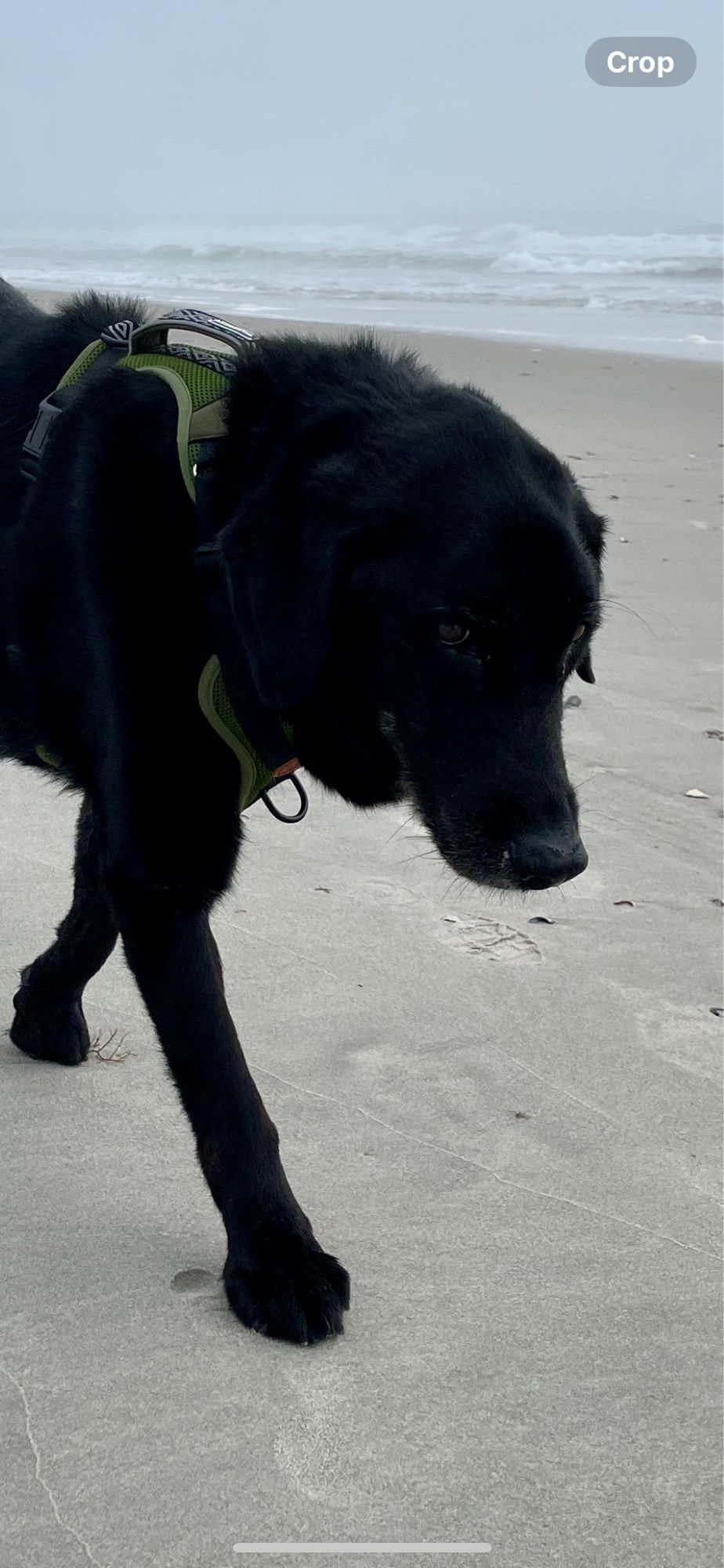 A black dog named Cubby-Buddy walks alone on the beach. A close up of his face