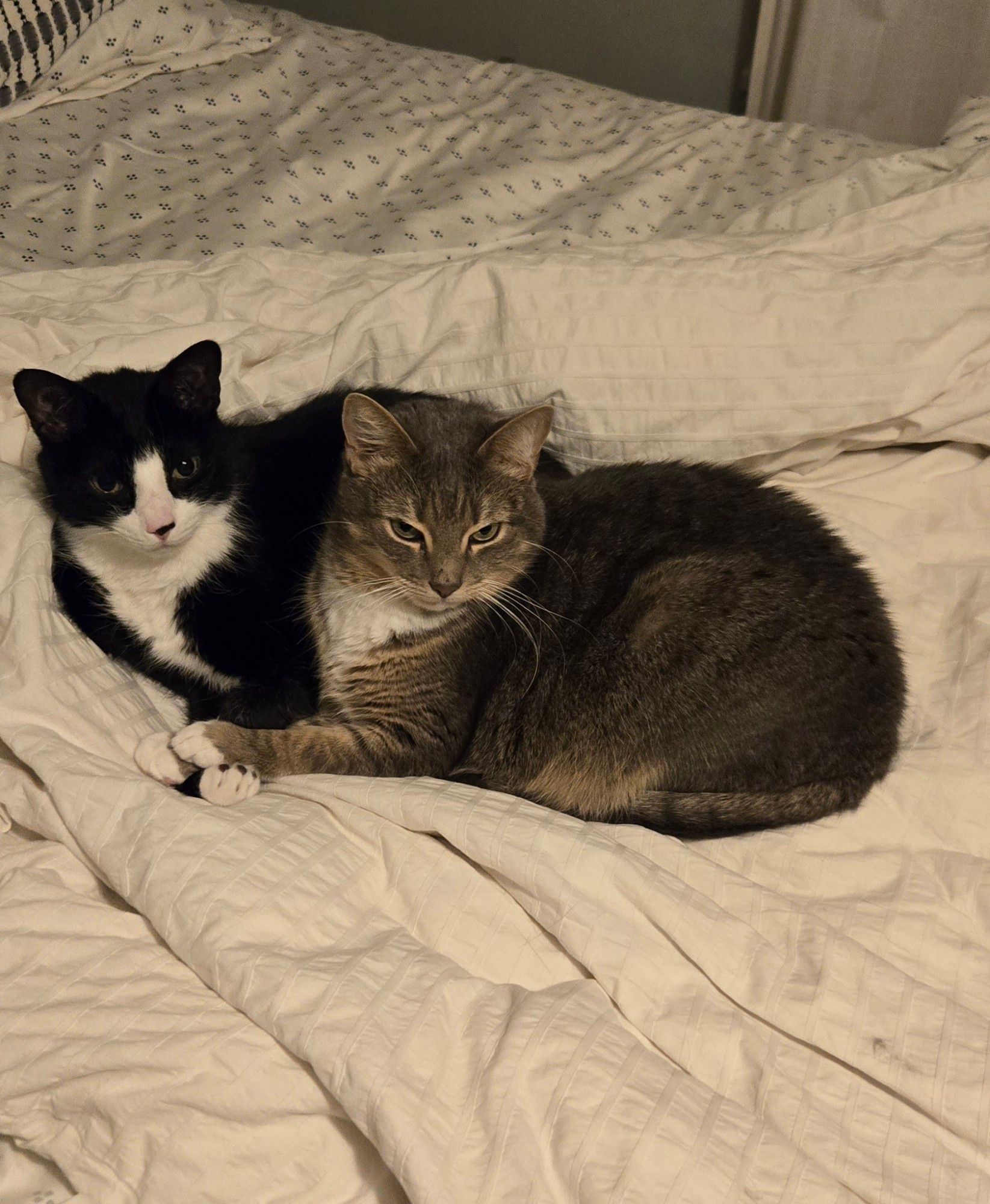 Tuxedo cat and gray tabby cuddled together in a bed side by side facing the camera. Their paws are grasped around one anothers.