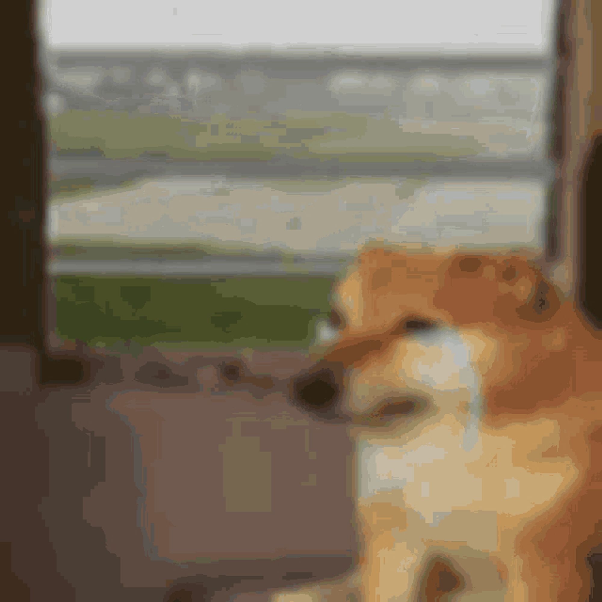 Sad Doge crying on a train.