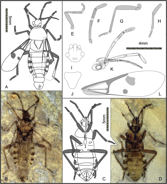 The oldest definitive record of hematophagous insects is Torirostratus, one of the extinct group of true bugs. It is hard to determine the feeding habits of true bugs from their morphological characteristics. However, geochemical analysis showed high Fe content compared to other groups of hemipterans, which suggests they fed on blood.