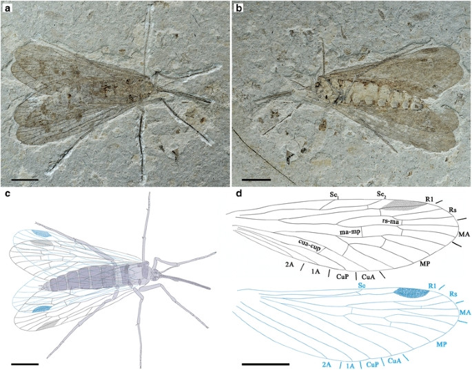 Most mecopteran families are only known with fossil records, including this Mesopsychid,  Lichnomesopsyche. Fossils of mesopsychids are known from the late-Permian to the mid-Cretaceous.  Image from Lin et al. 2016.