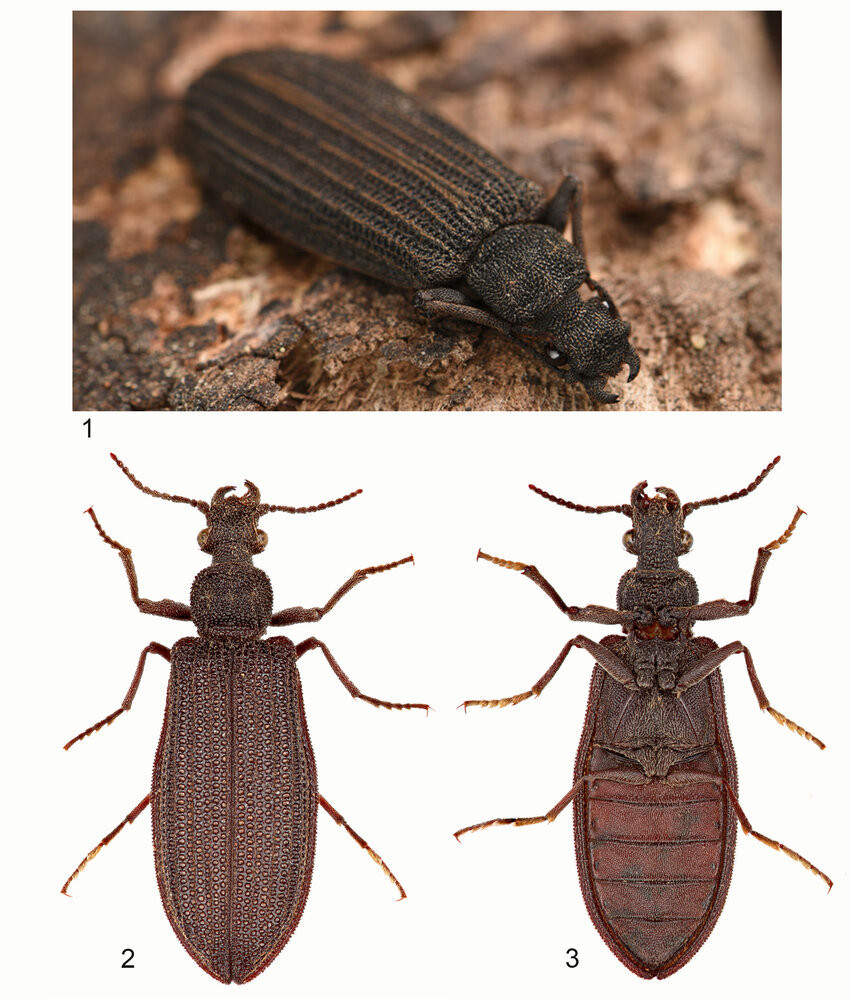 Archostemata is a group of very primitive beetles. The oldest record of this group dates back to the Permian. Some genera like Omma appeared in the Cretaceous, and they are still alive, From Escalona et al. 2020