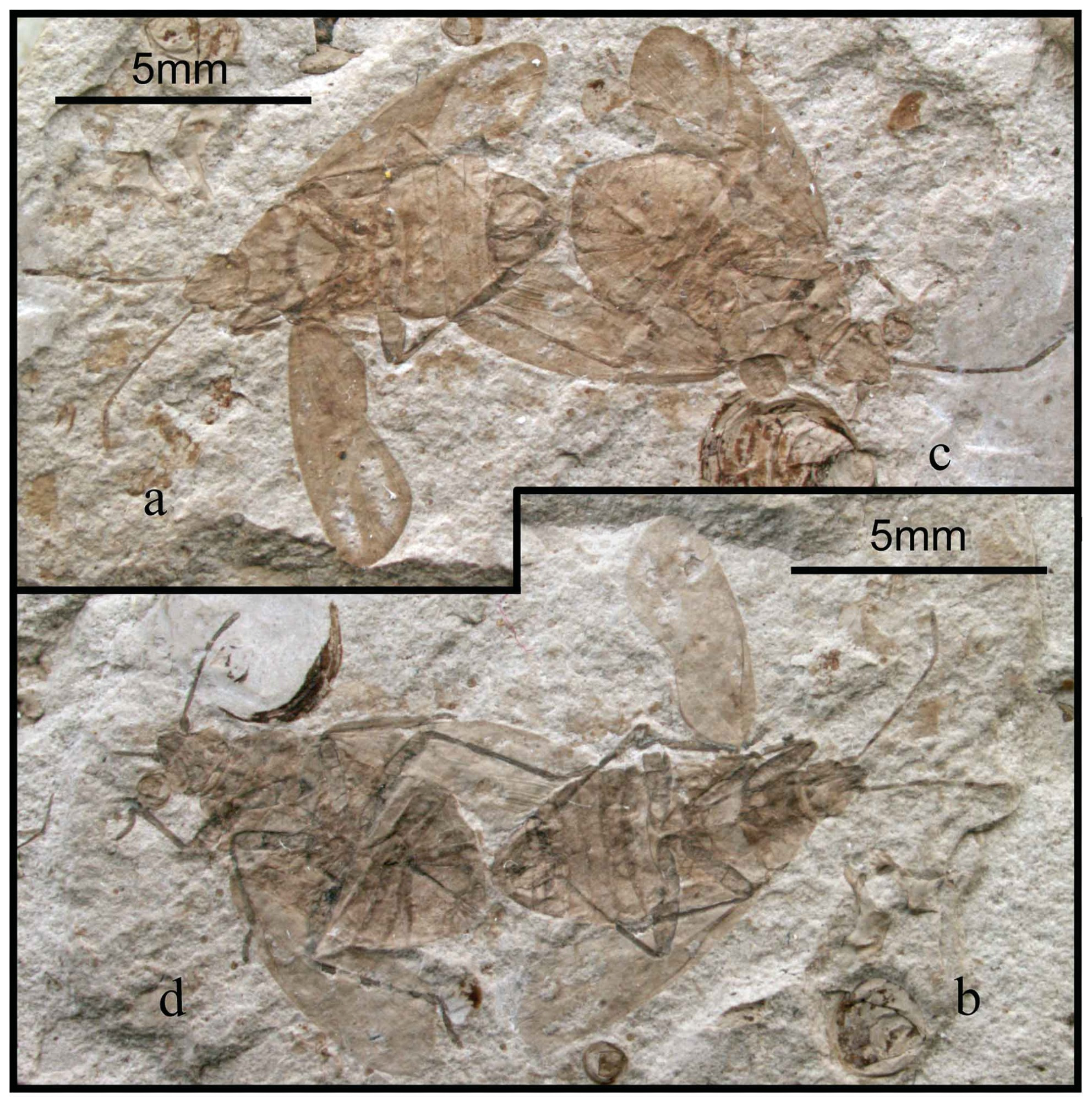 Pachymeridiidae is still an enigmatic group of hemipteran bugs. They are characterized by some features on their forewings, but their relationship with the extant group is still questioned. These Peregrinpachymeridiium individuals were fossilized during mating. From Lu et al. 2011