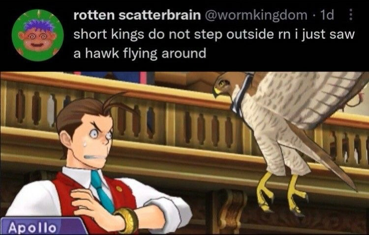 Tweet saying "short kings do not step outside rn i just saw a hawk flying around" witj an image of dual destines apollo justice getting attacked by taka the hawk