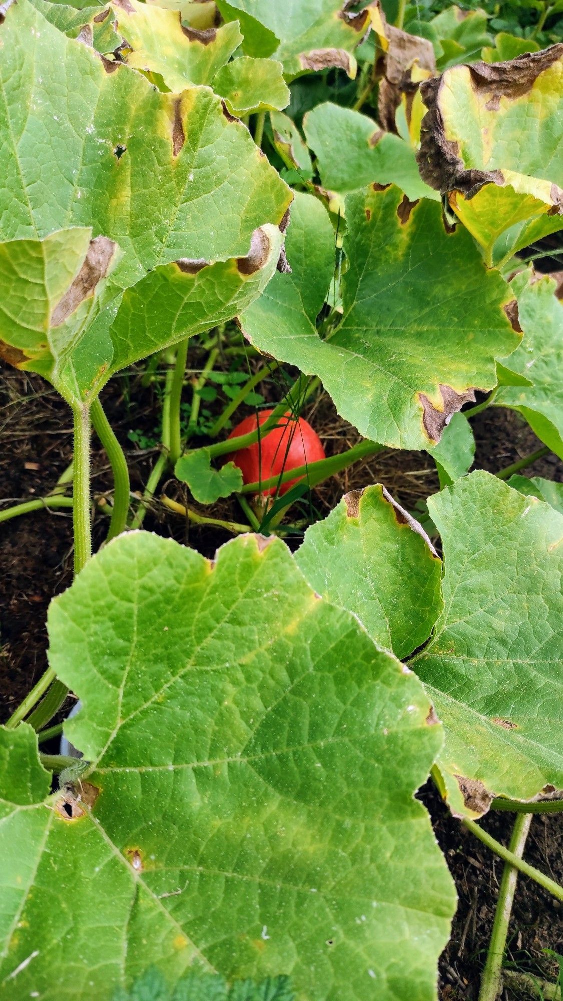 Ein unter Blättern versteckter orangefarbener Kürbis