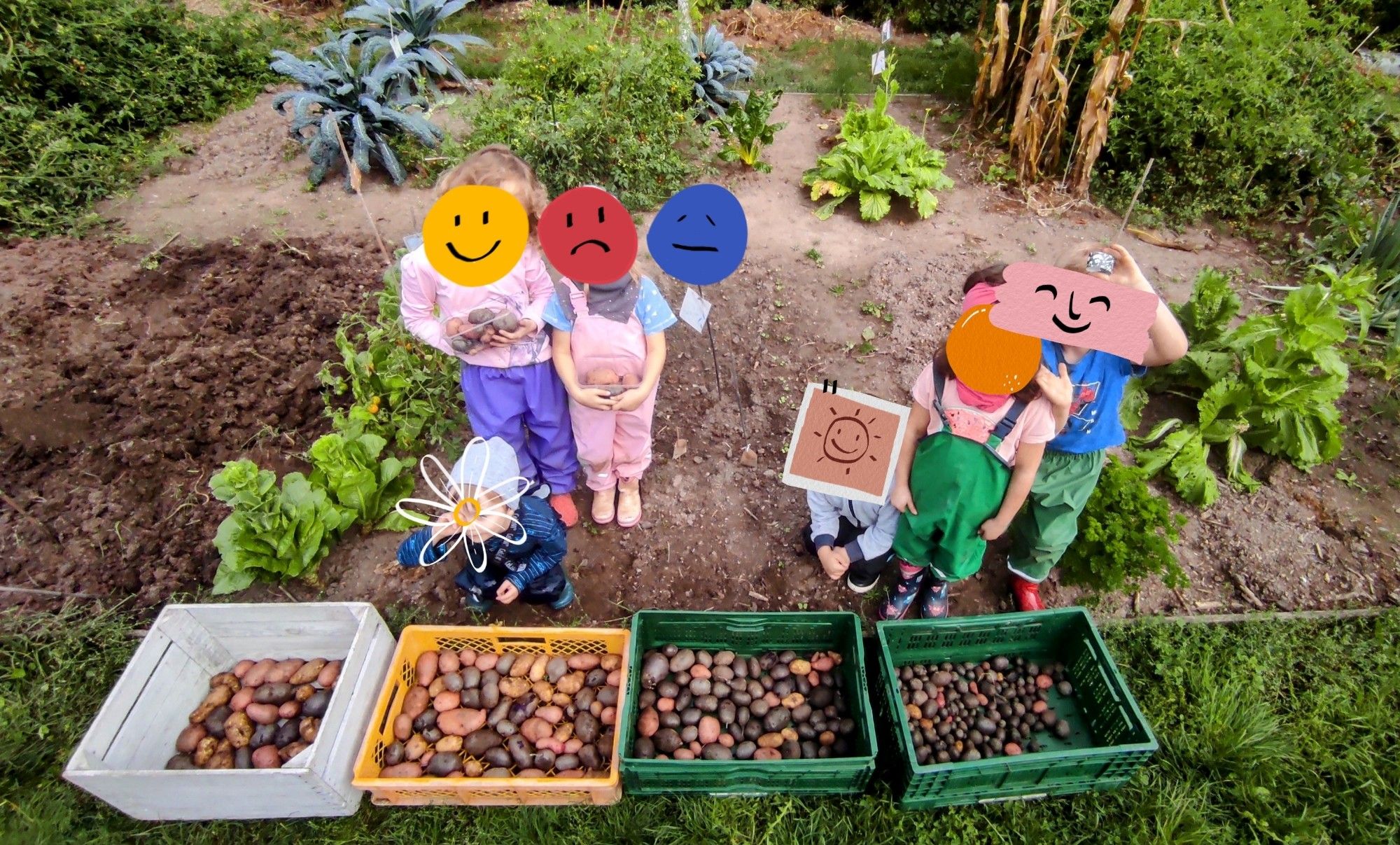 Ein großes Beet, teilweise bepflanzt, davor 6 Kinder und 4 Kisten mit gelben, lilafarbenen und rotschaligen Kartoffeln