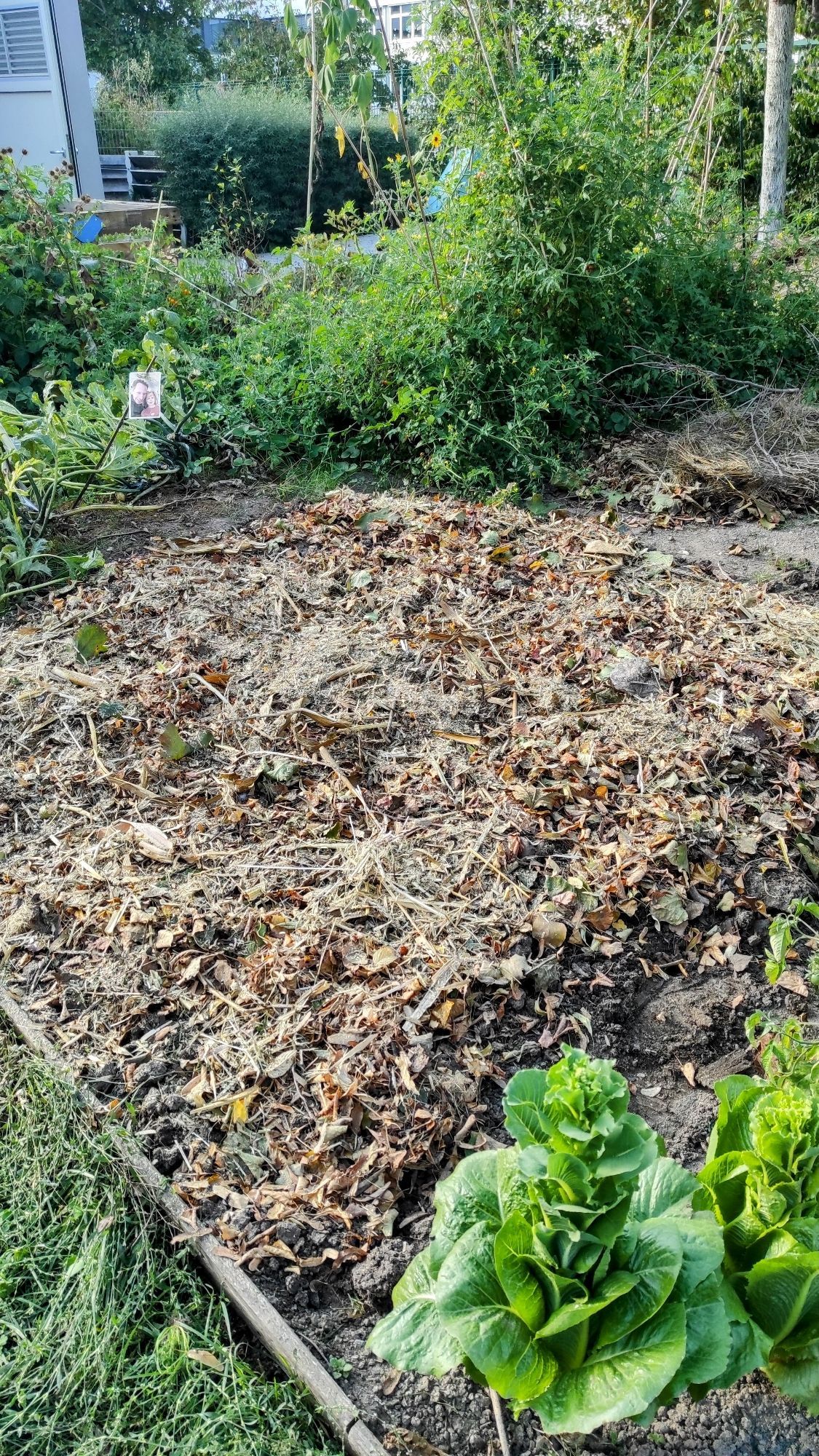 Die abgeernteten Kartoffelbeete, bedeckt mit Mulch aus Laub, Häcksel aus Maisstroh und Strauchschnitt