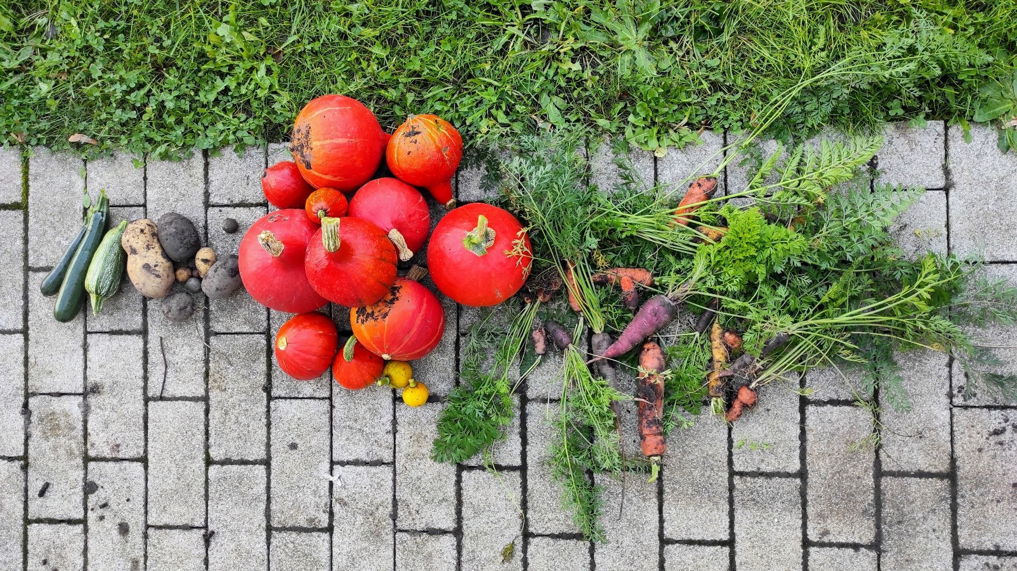 Unsere Ernte: Zucchini, Kartoffeln, Kürbisse, Möhren