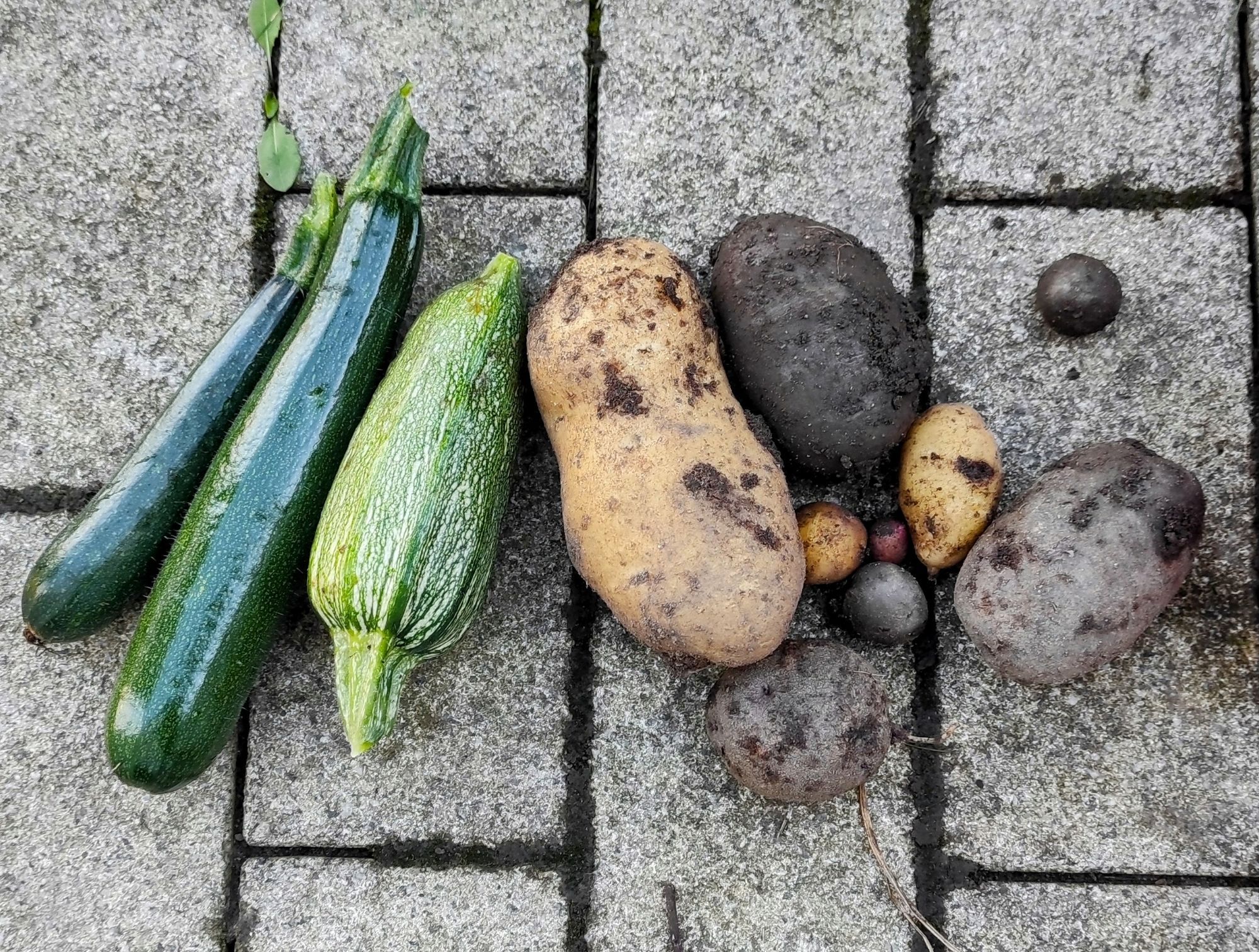 3 Zucchini, verschiedene Kartoffeln