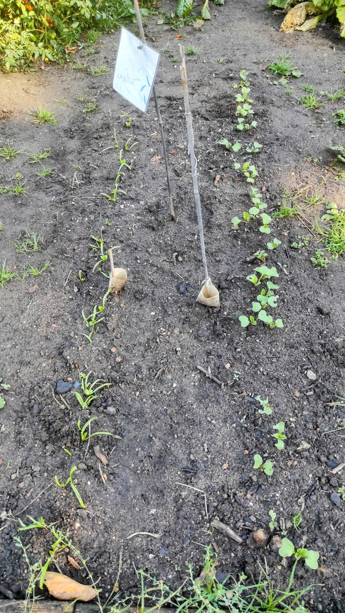 Ein Beet, links eine Reihe Minispinat, rechts eine Reihe Radieschenbabys