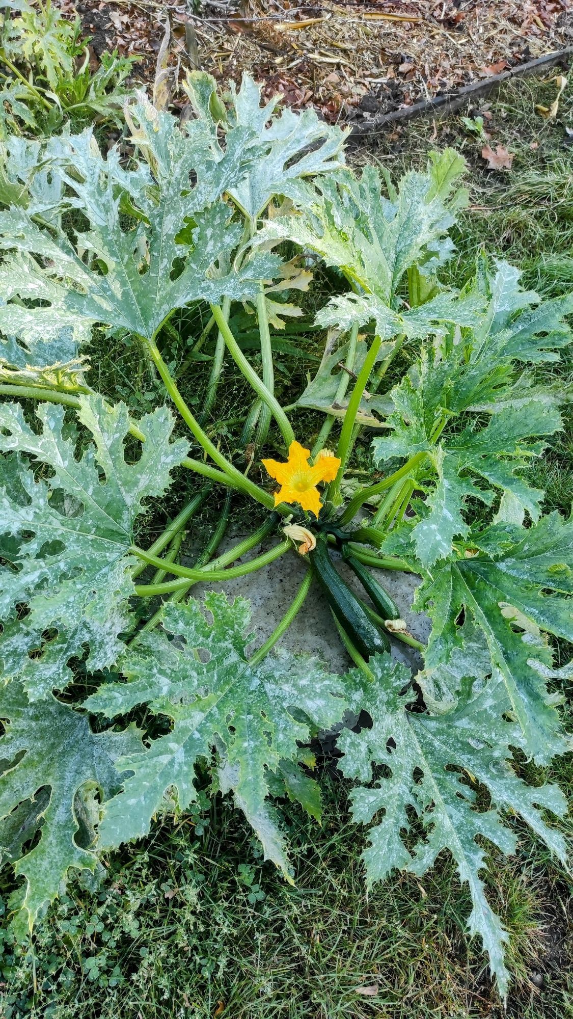 Eine große Zucchinipflanze mit gelber Blüte und Frucht