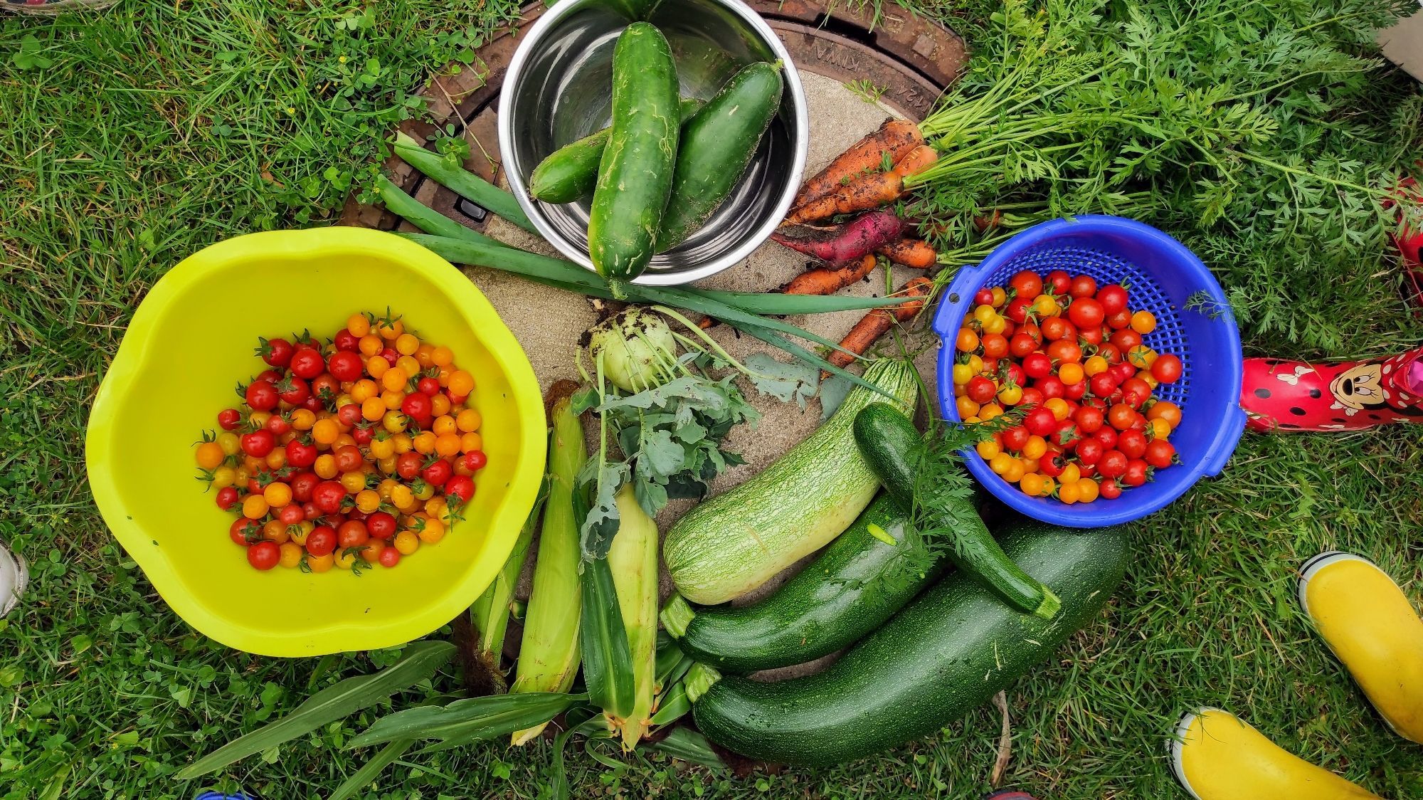 Ernte in Schüsseln auf der Wiese: Gurken, Tomaten, Zucchini, Kohlrabi, Möhren, Mais, Lauchzwiebeln