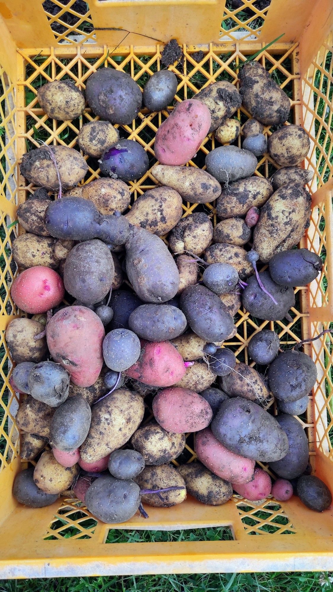 Eine gelbe Plastikkiste mit bunten Kartoffeln