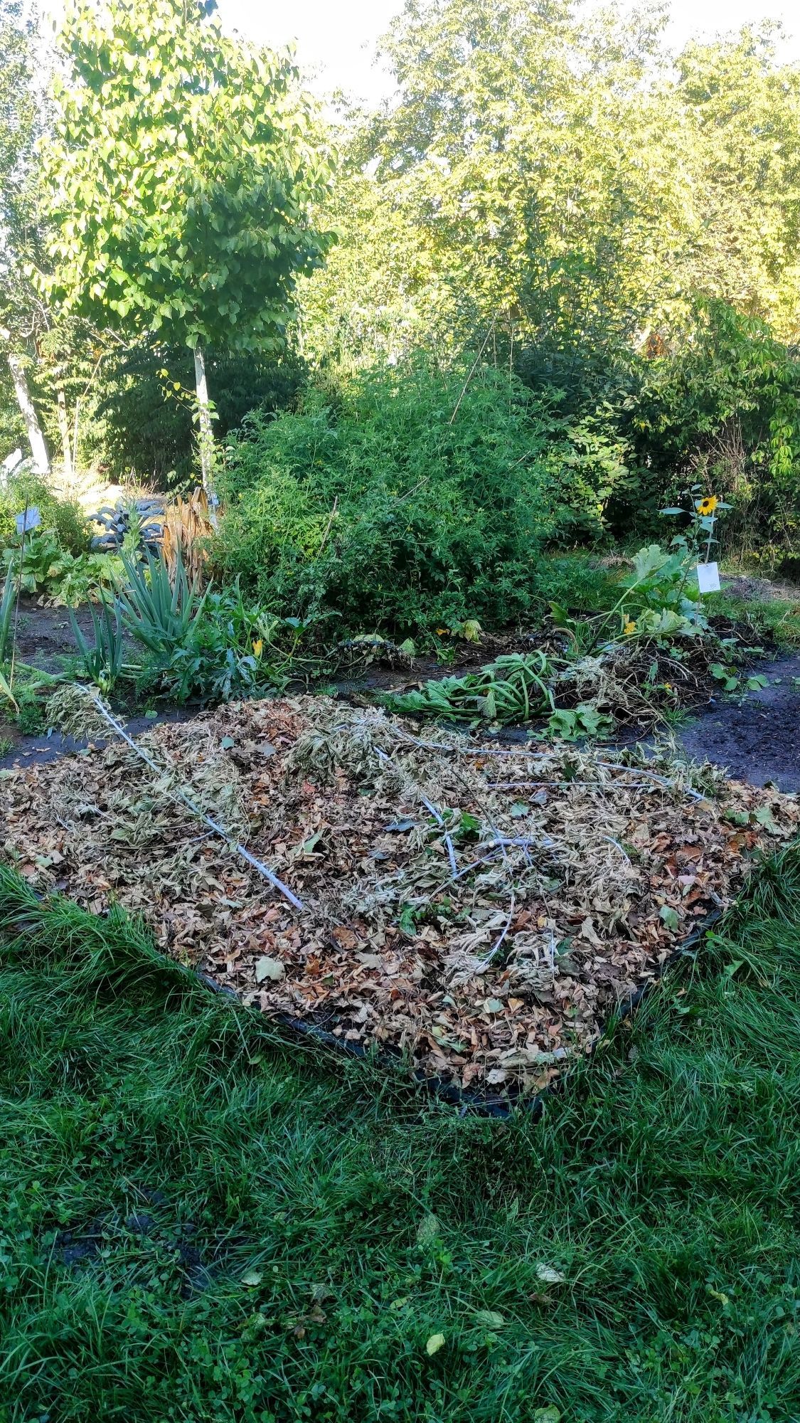 Das fertig mit Laub und Strauchschnitt gemulchte Beet