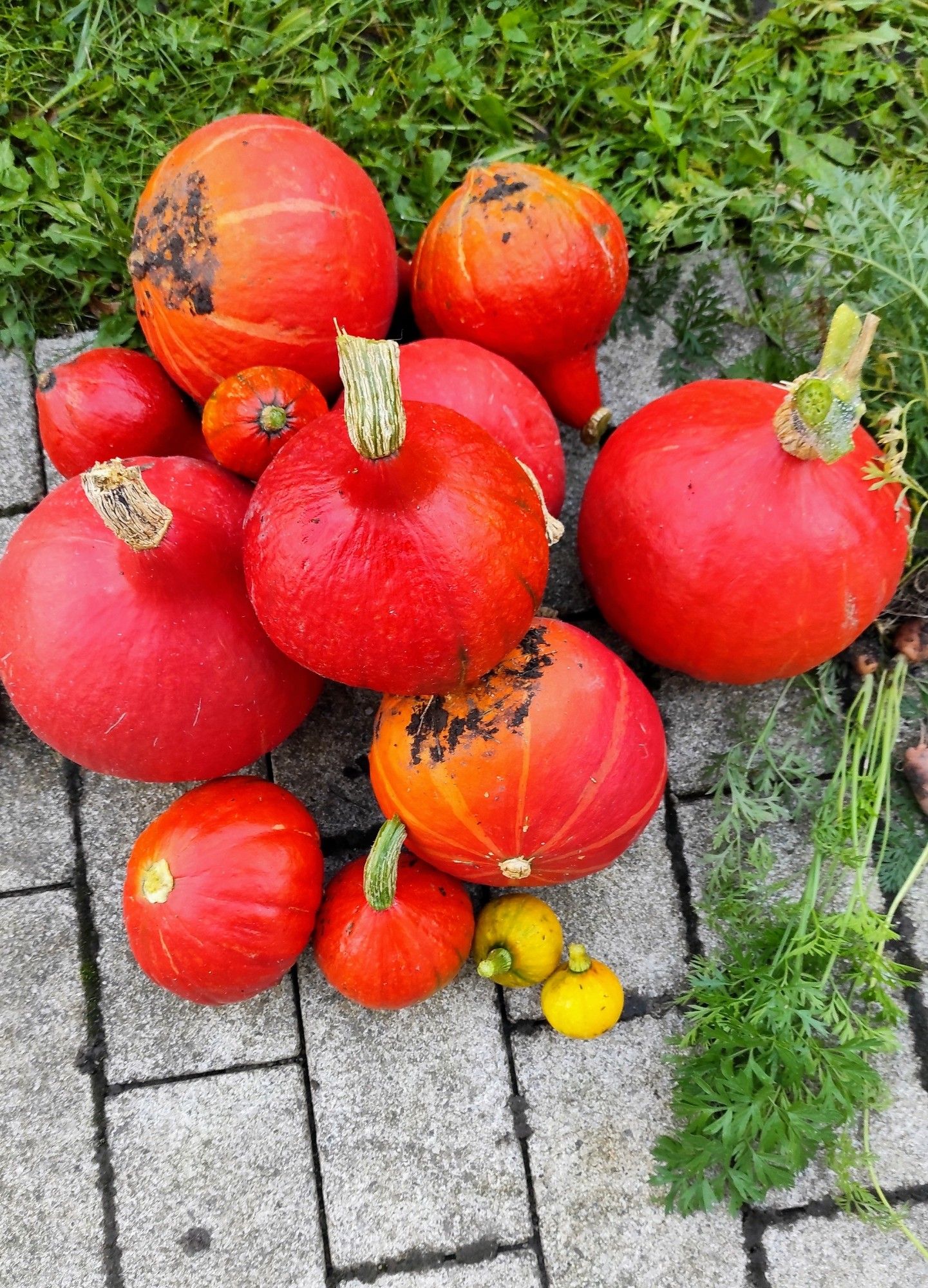 Ein großer Haufen orangefarbener und gelber Kürbisse