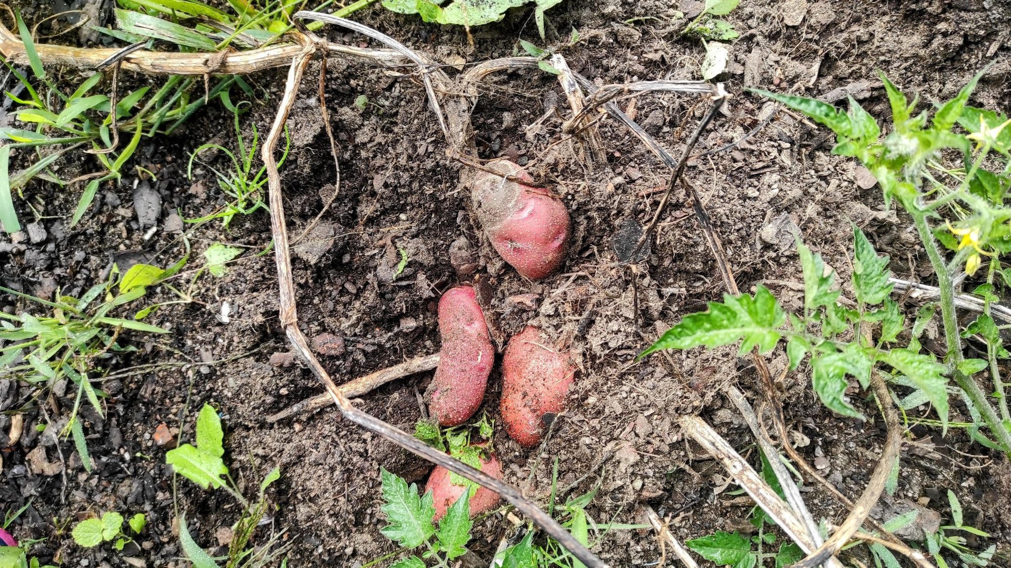 Ackerboden mit rotschaligen Kartoffeln