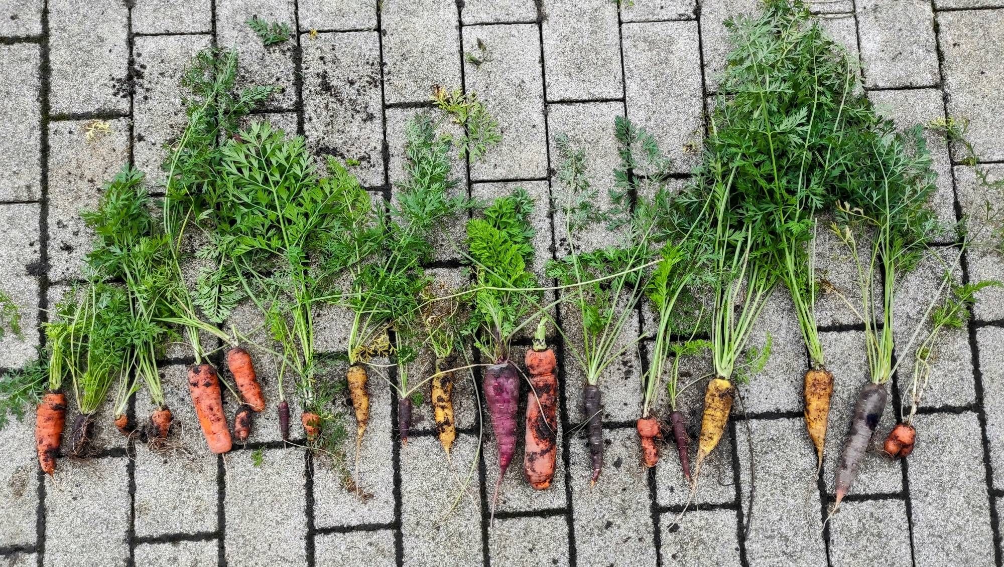 Eine Reihe gelber, lilafarbener, roter und orangefarbener Möhren mit Grün auf Pflasterboden