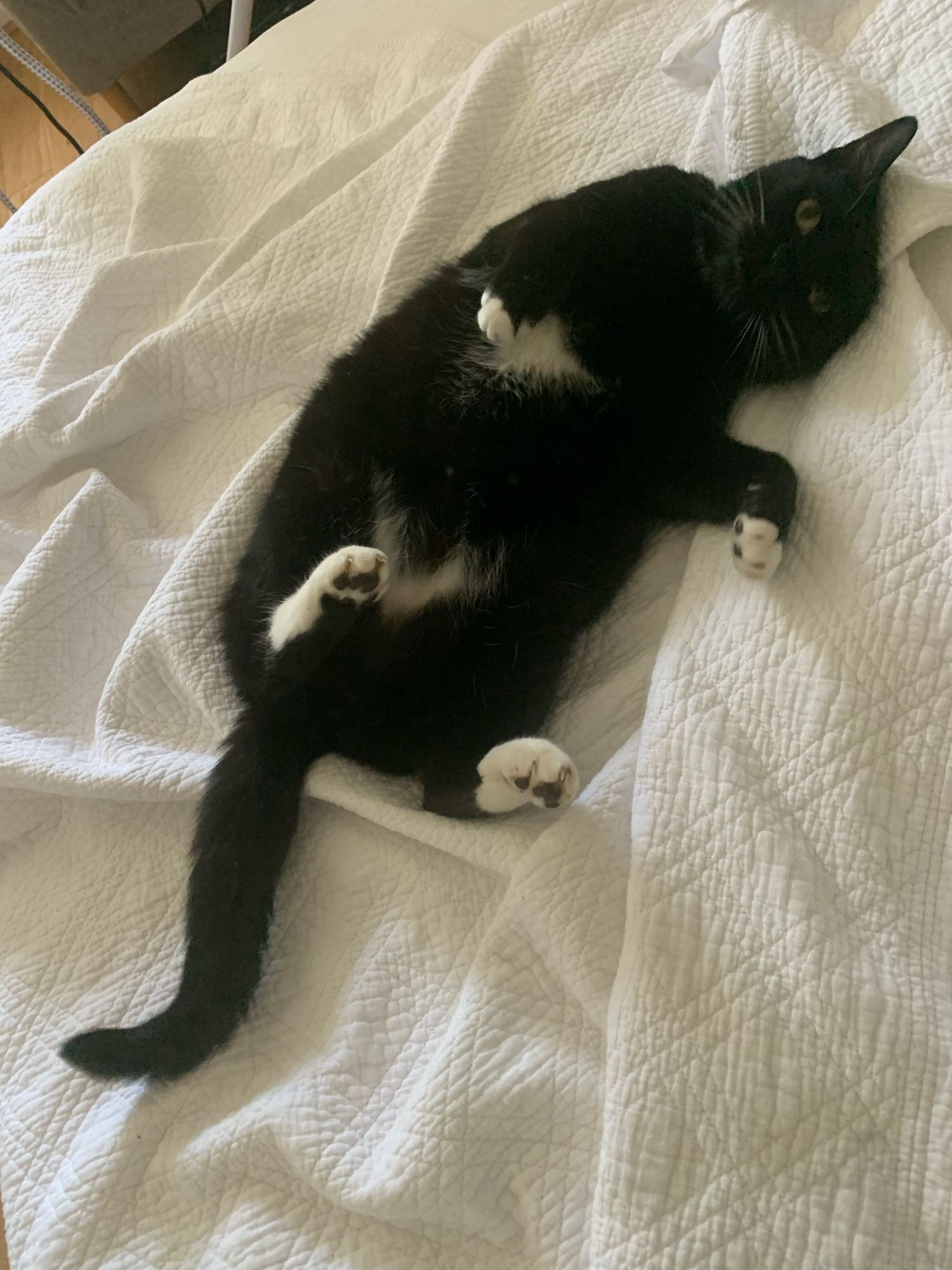 Black cat with white paws, lying on his back with his paws in the air.