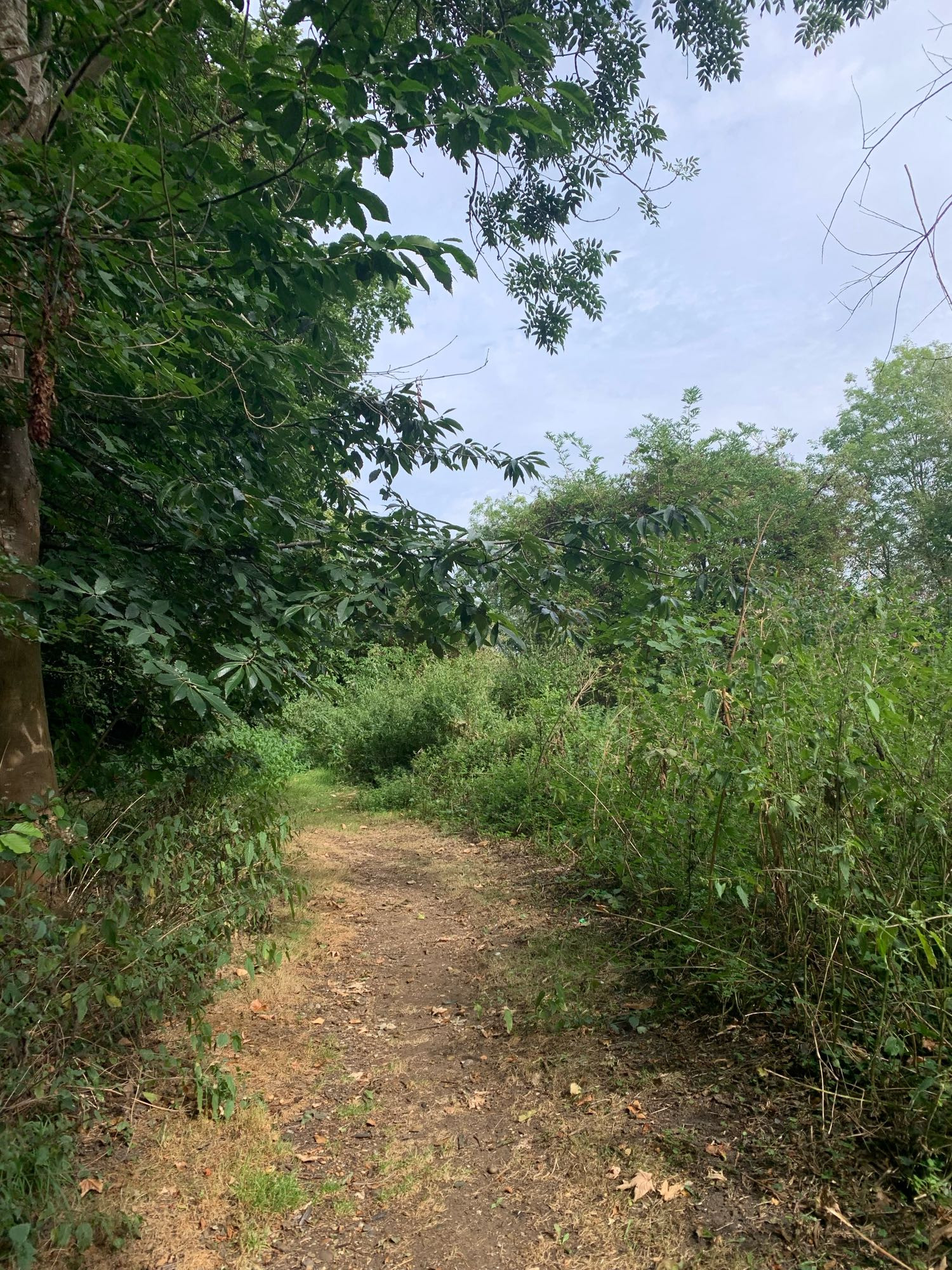 Gravel trail through woodland.