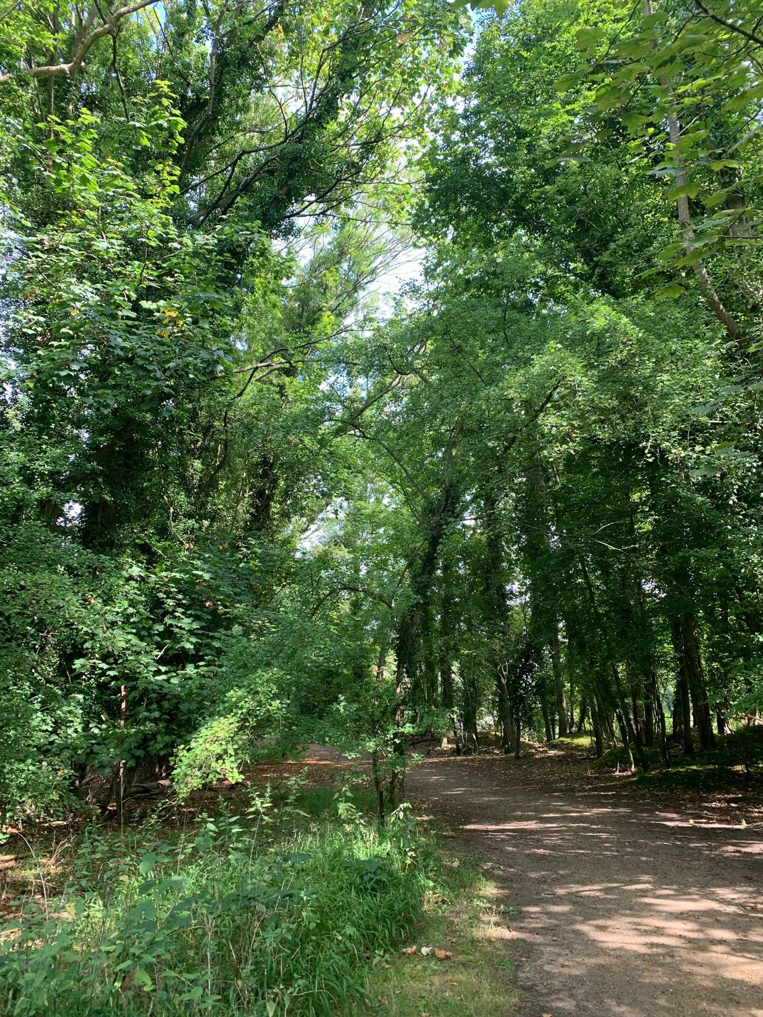 Path through dense woods