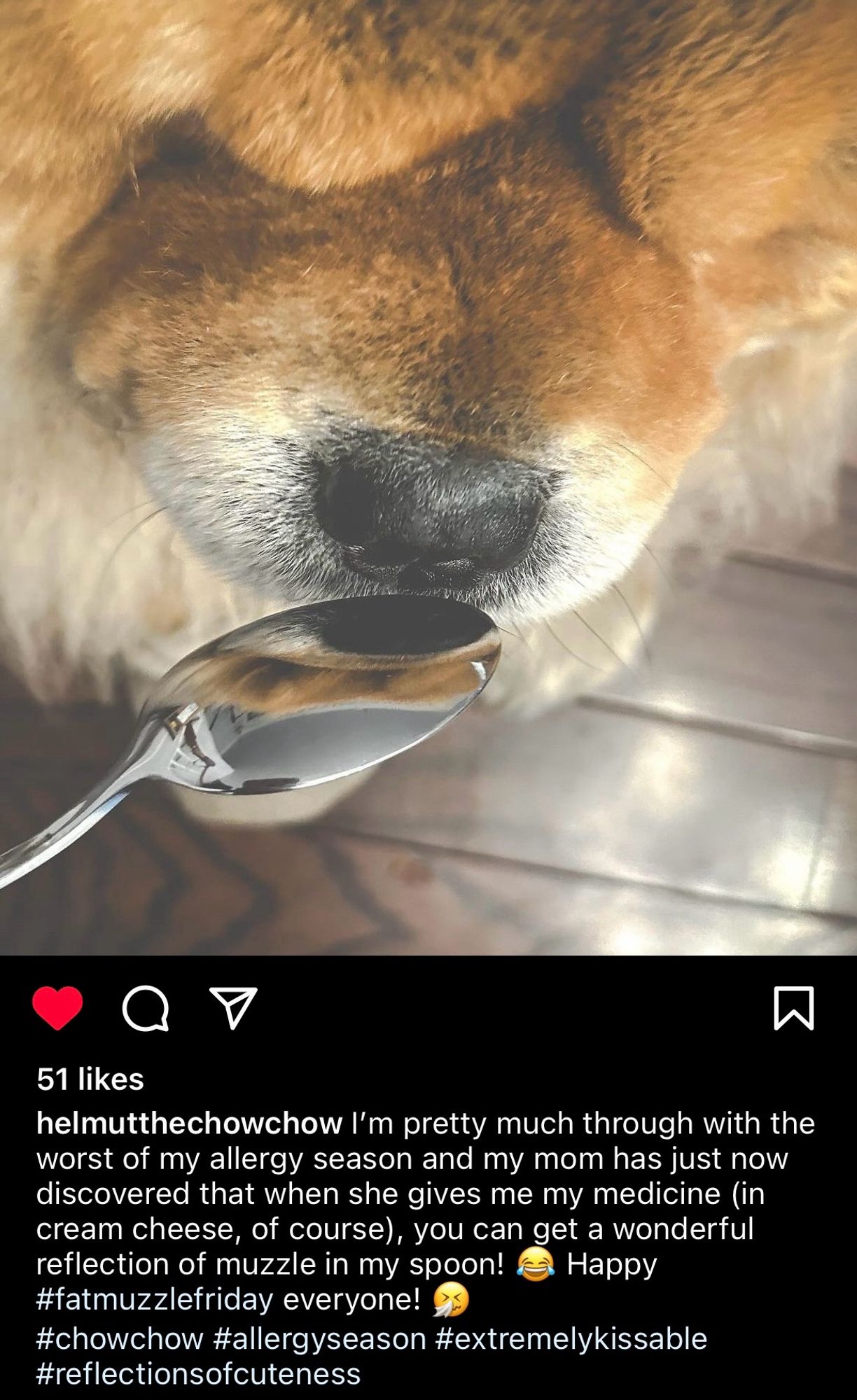 An overhead shot of Helmut the chow chow with his nose touching a spoon. The Instagram caption says, “I'm pretty much through with the worst of my allergy season and my mom has just now discovered that when she gives me my medicine (in cream cheese, of course), you can get a wonderful reflection of muzzle in my spoon! 😂 Happy
#fatmuzzlefriday everyone! 🤧
#chowchow #allergyseason #extremelykissable #reflectionsofcuteness”