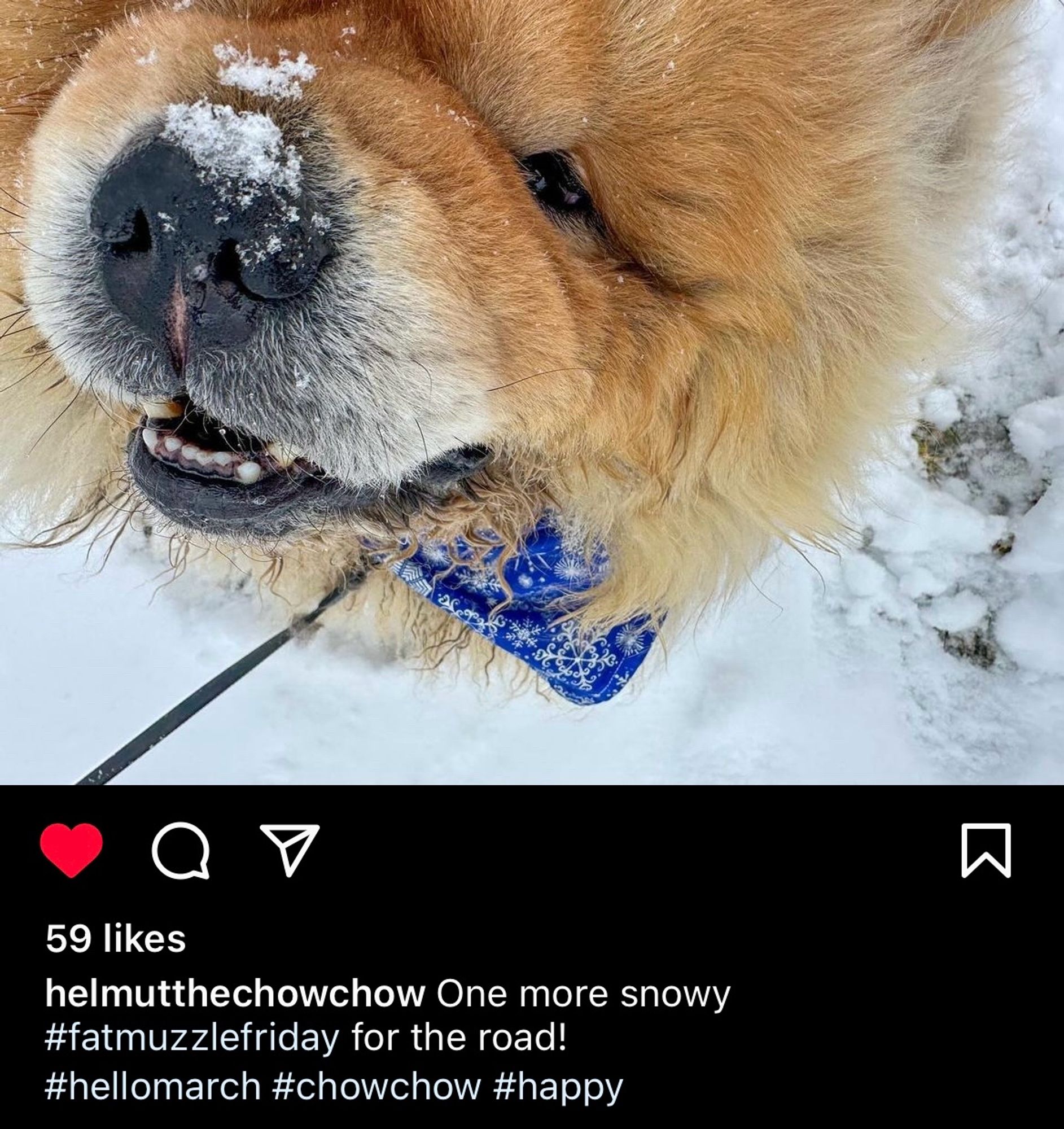 A closeup of Helmut the chow chow’s face with some snow dusted around his nose. A bow tie with snowflake designs is sticking out from under his chin. The Instagram caption says, “One more snowy #fatmuzzlefriday for the road!
#hellomarch #chowchow #happy”