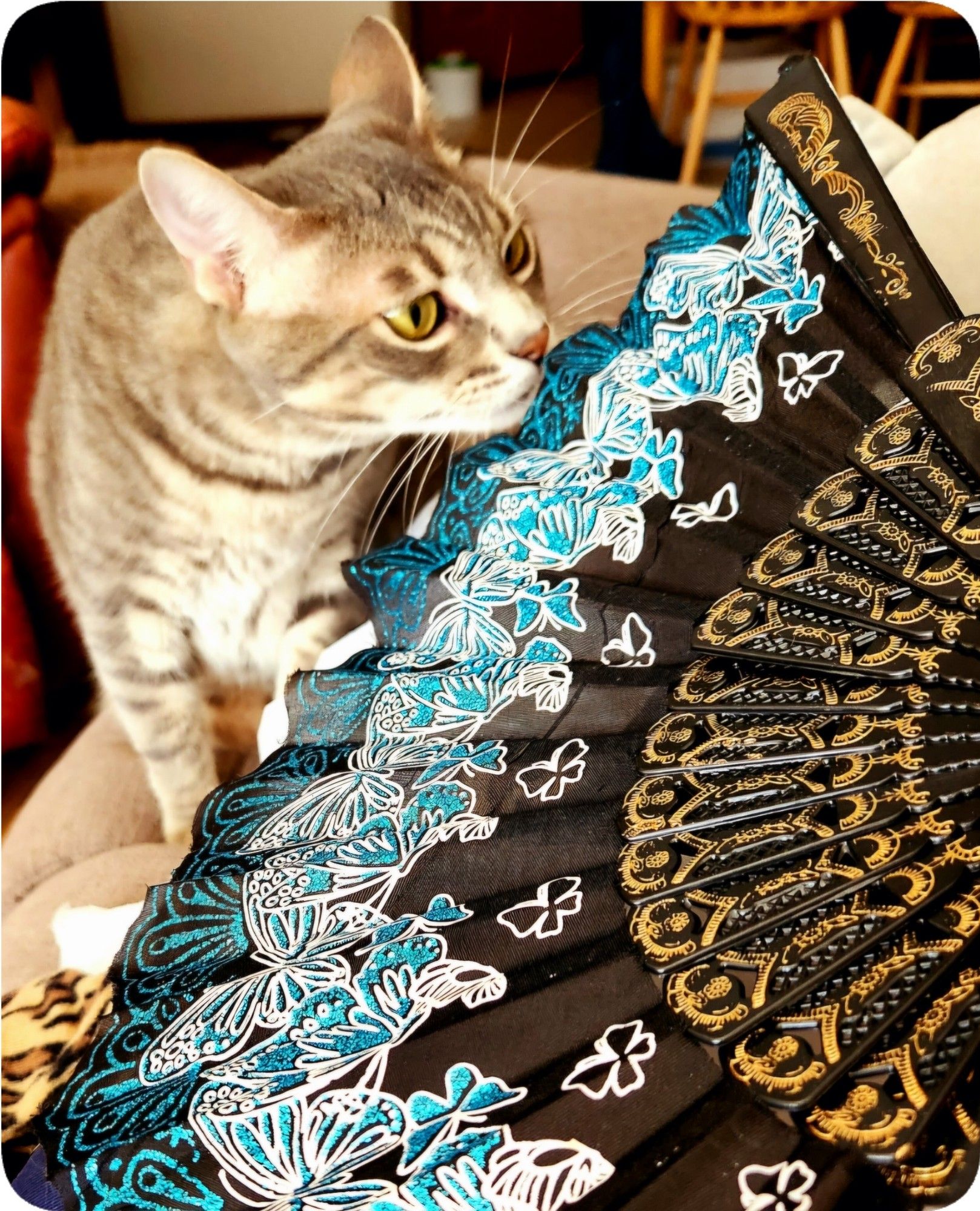 A gray tabby is inspecting an unfolded fan. The fan is black with a blue-and-white butterfly design and gold accents.