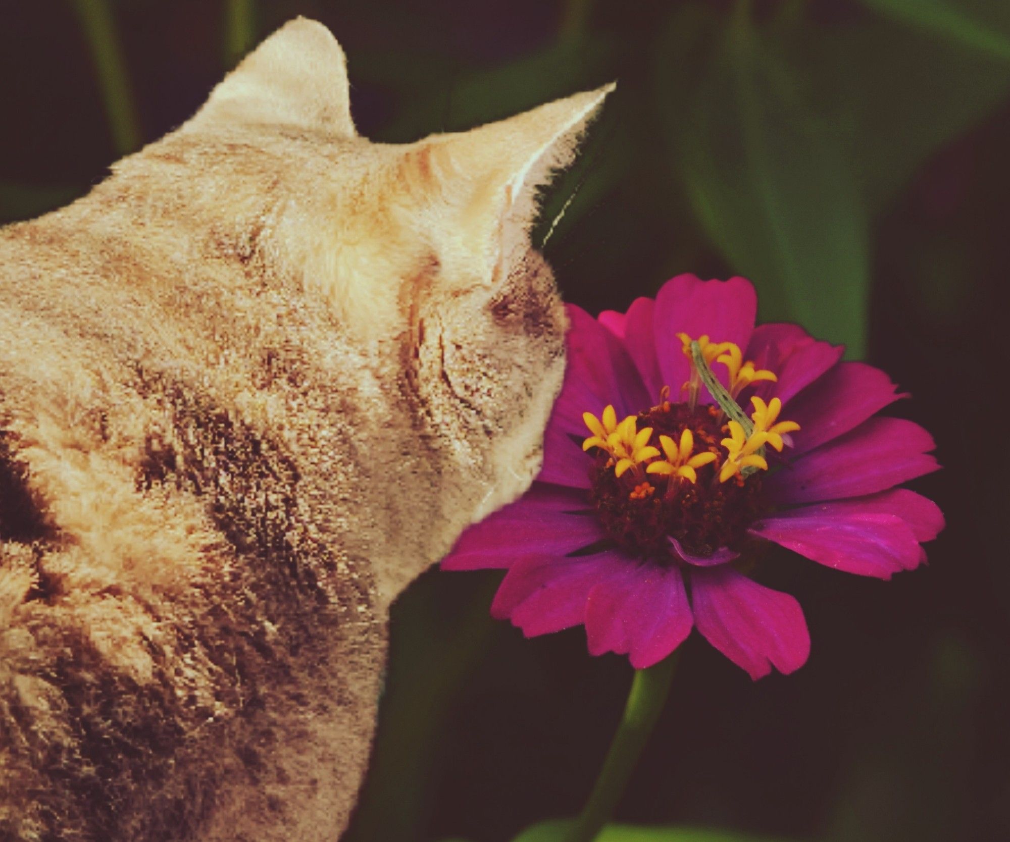 A cat is looking at a inchworm on a red flower.