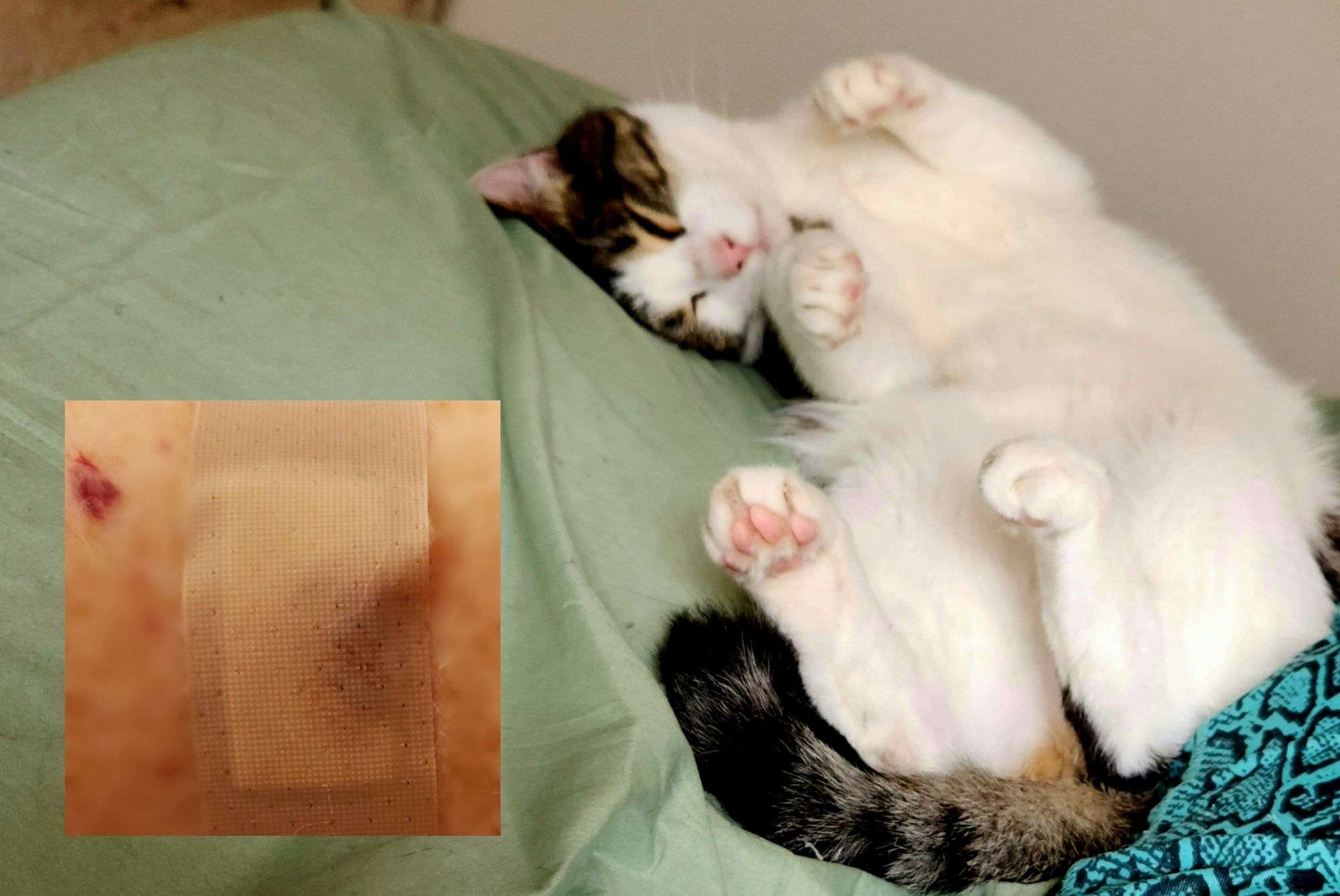 Photo of a tabby-and-white cat lying on his back, paws bent upwards.  There is a photo inset of a bandaid covering a scratch.