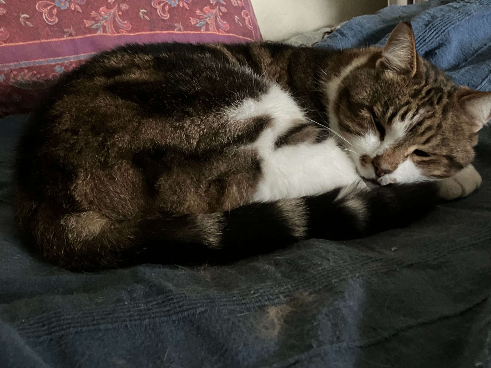 Our cat Osric Longtail curled up, napping. A large brown and white tabby cat asleep with his head on his paws