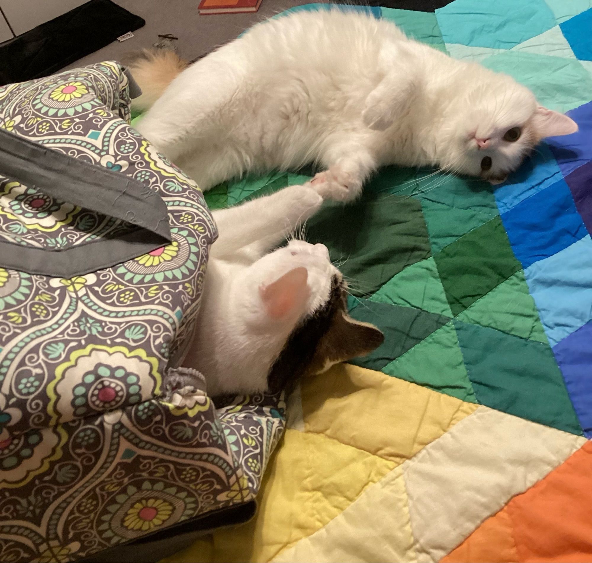 A white and brown tabby cat is inside of a gray patterned overnight bag and white and dilute calico cat is playing with her