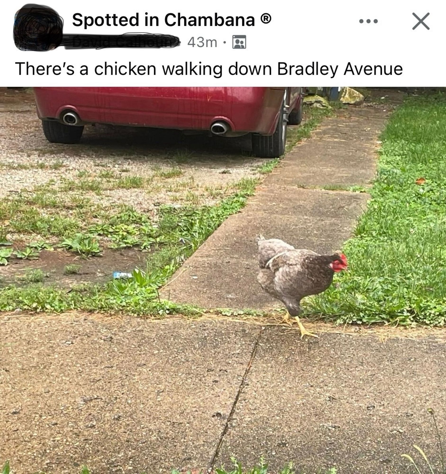 Screenshot from Spotted in Chambana:
Text:
There’s a chicken walking down Bradley Avenue 
Photo: a gray and white chicken walking down a sidewalk. The back of a red car is visible at the top of the photo.