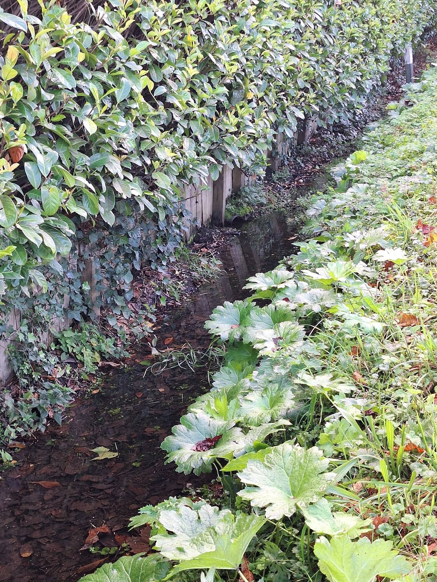 Darmera peltata over een grote afstand in een slootoever niet grenzend aan tuinen. Verrassend