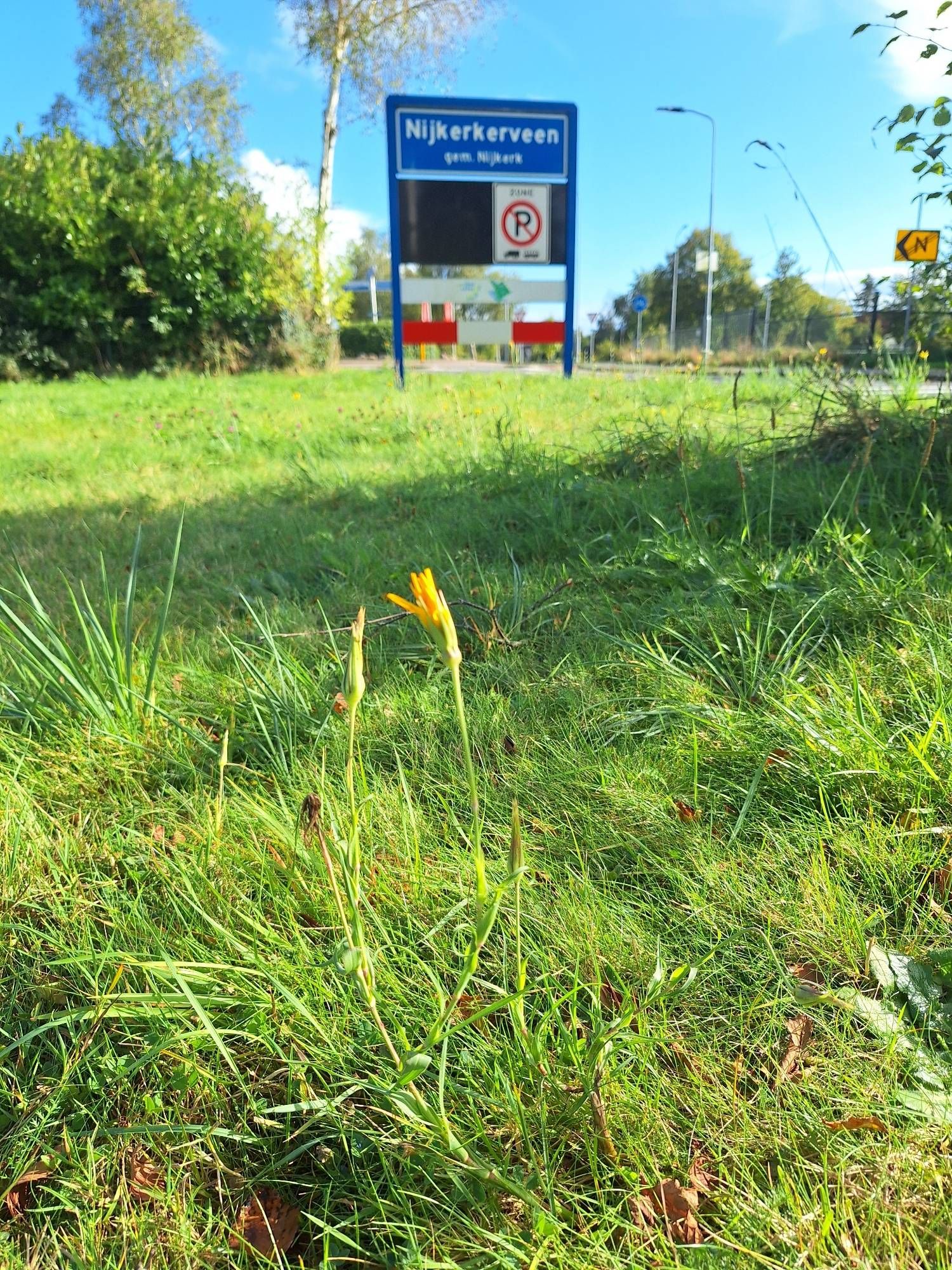 Oosterse morgenster zal hier ooit zeker zijn ingezaaid, maar komt inmiddels behoorlijk veel voor. Volledig ingeburgerd hier