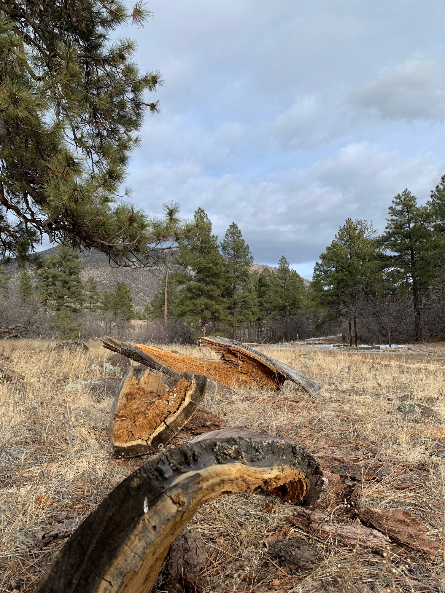 Three pieces of curved tree trunk scattered on winter grass in a piney wooded setting with patchy snow and clouds in a blue sky. The outer bark is blackened and the inner layers of bark are golden brown and light blond.