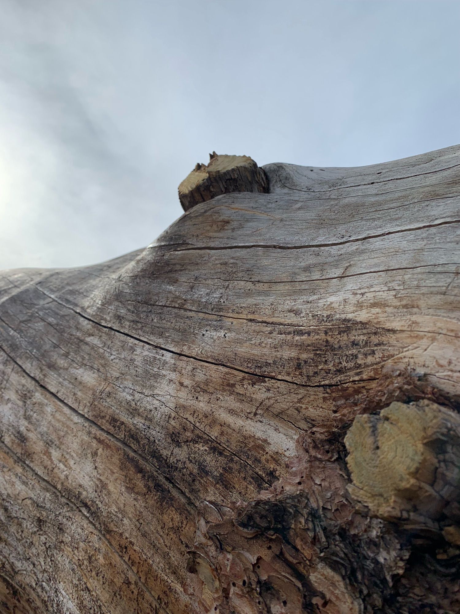 A closeup of a tree trunk showing deep creases and knots with weathered and aging patterns displayed by fine lines and shadings in the wood. Set against a bright cloudy sky.