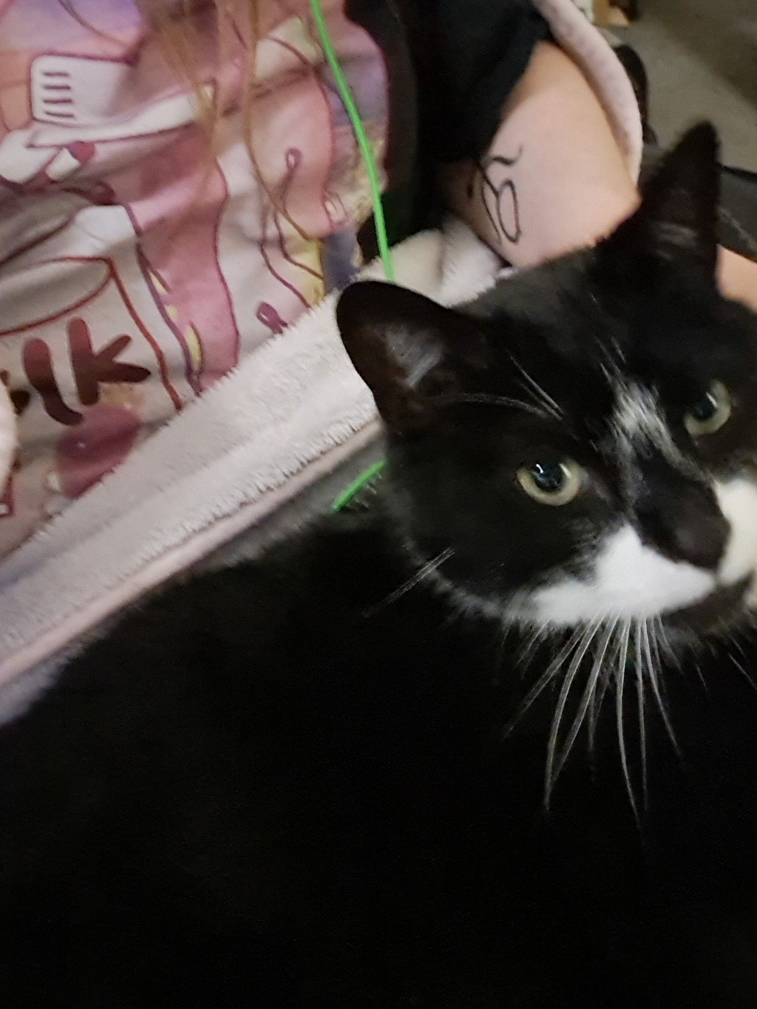 Tuxedo cat looking at camera laying on lap of person wearing a black tshirt with a strawberry milk design who has a tattoo on their left arm.