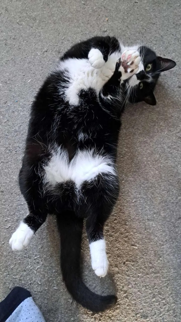 Tuxedo cat lying on his back doing a little wave and looking over.