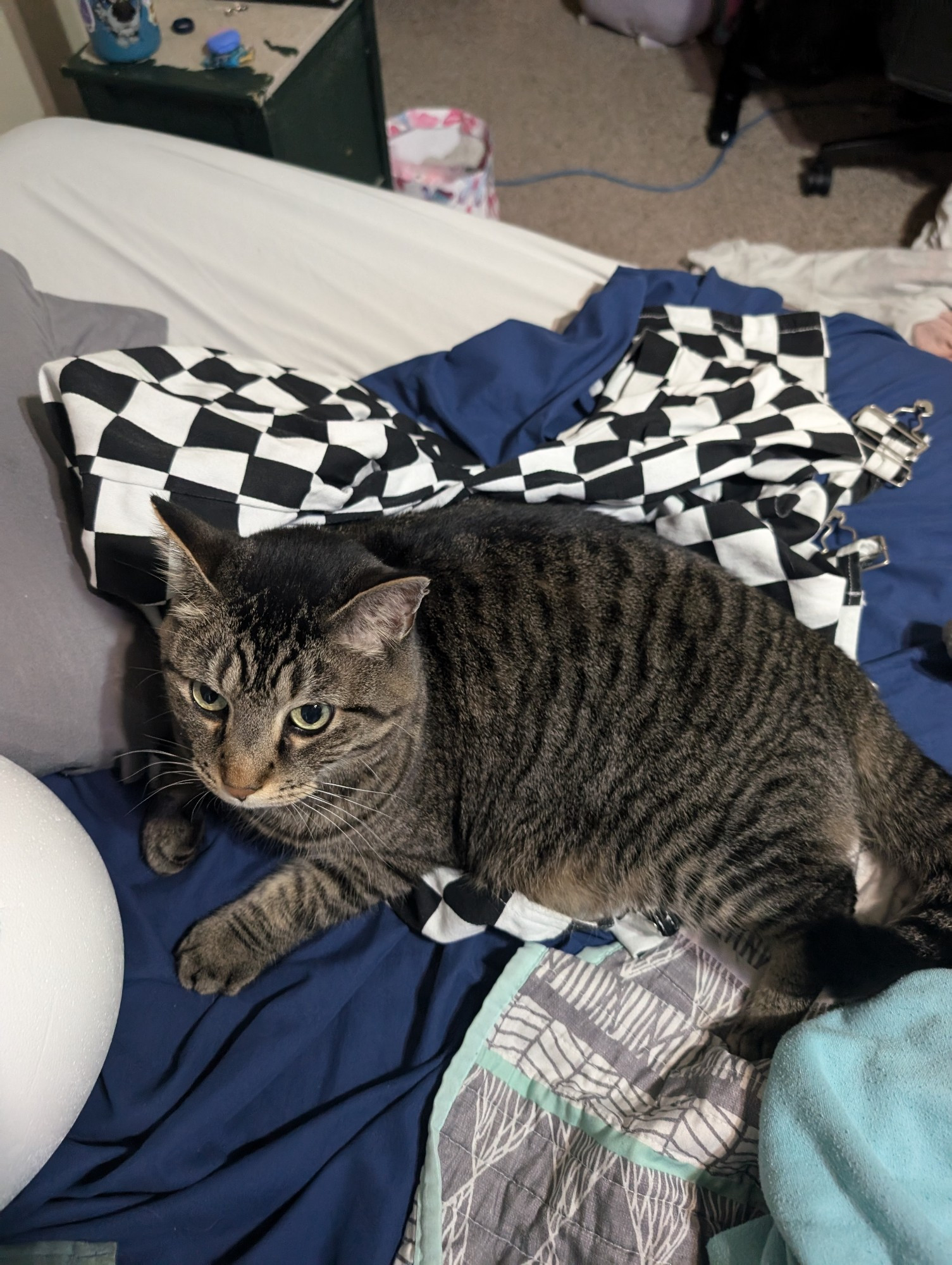 A brown tabby sitting on a pair of black and white checkered overalls on a bed.